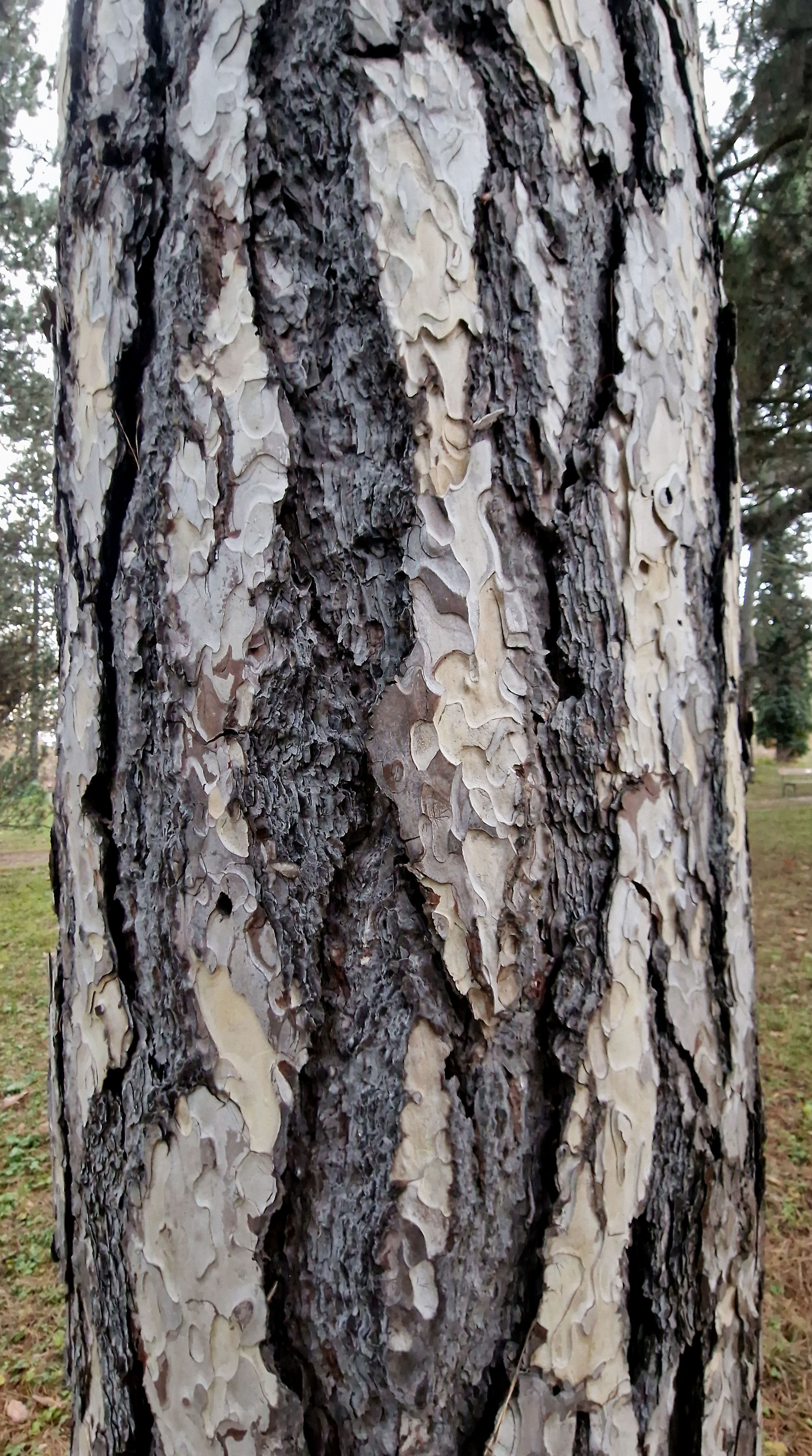 Kiefer-Schwarz Rinde 20251118_151126a