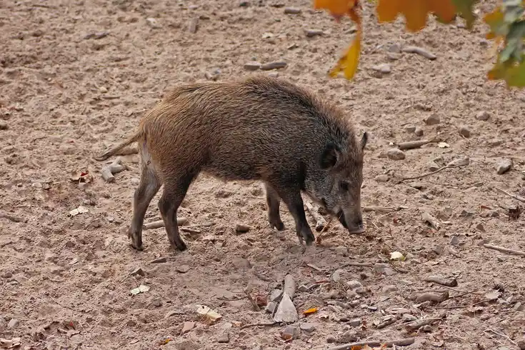 Überläufer im Sommerhaar