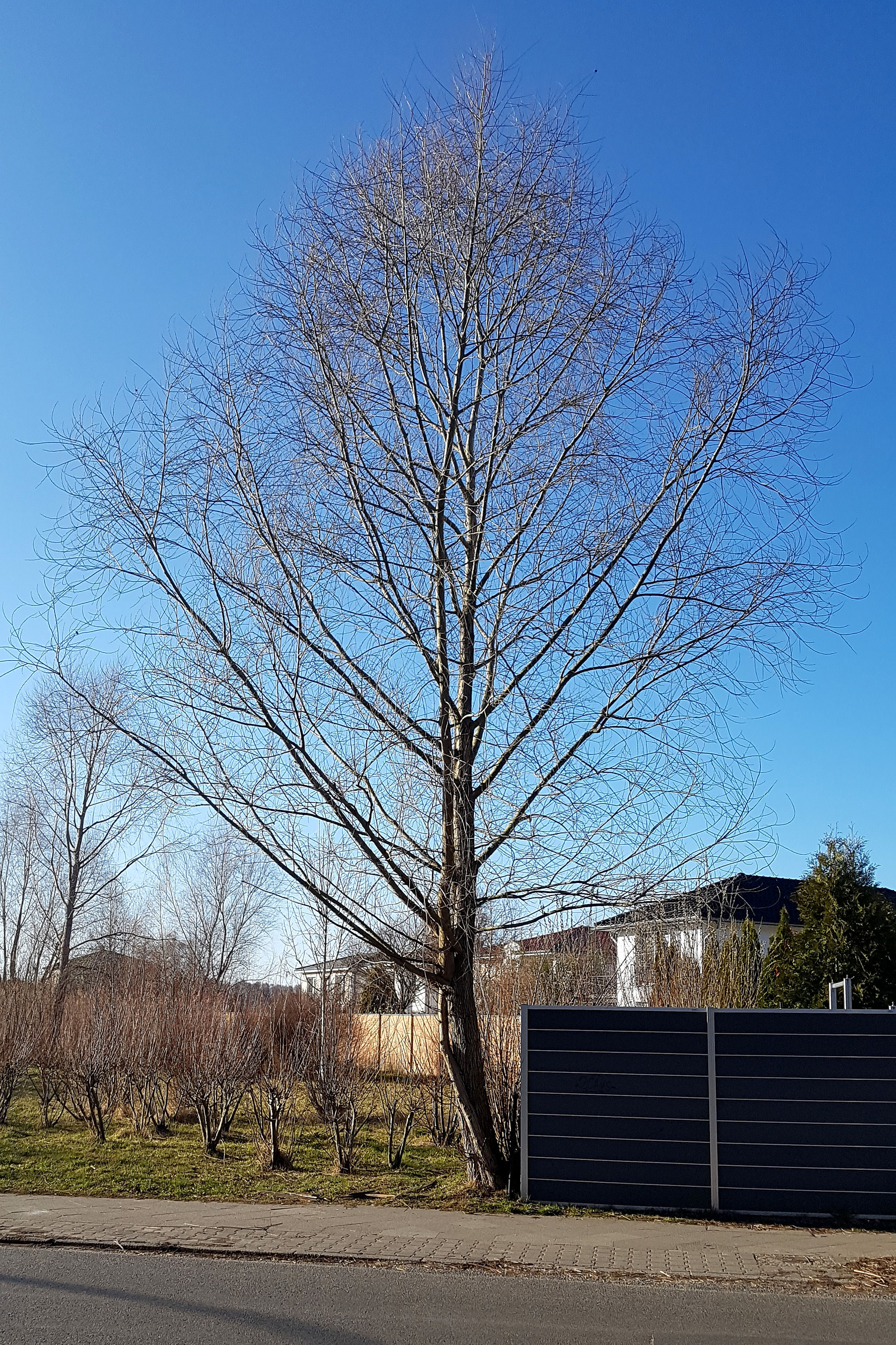 Silber-Weide