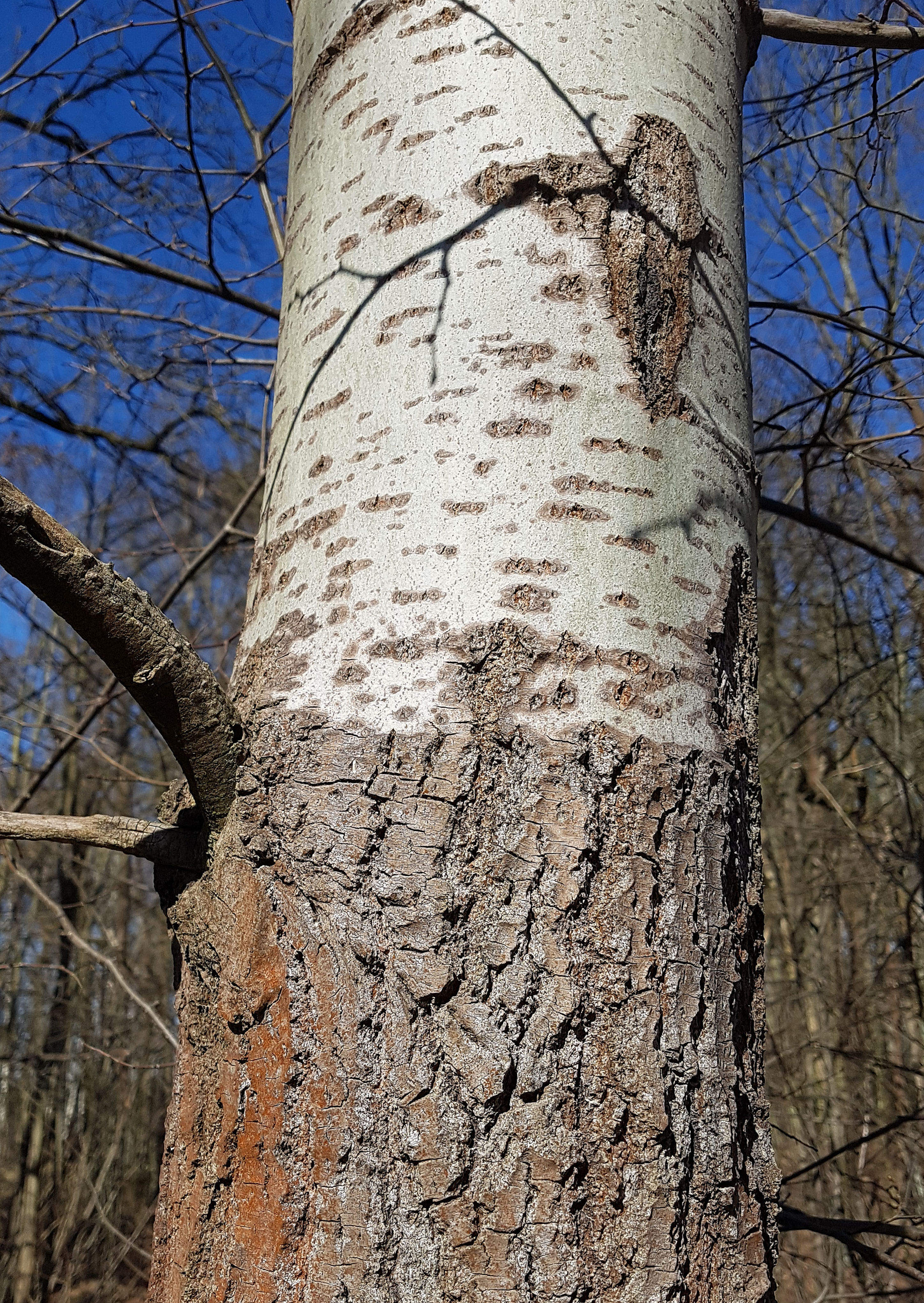 Pappel-Zitter Rinde 23 3a