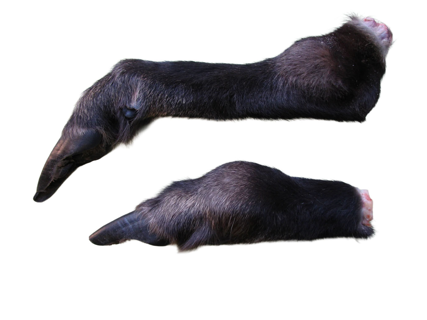 Schwellungen der Gelenke bei Polyarthritis einer Gams