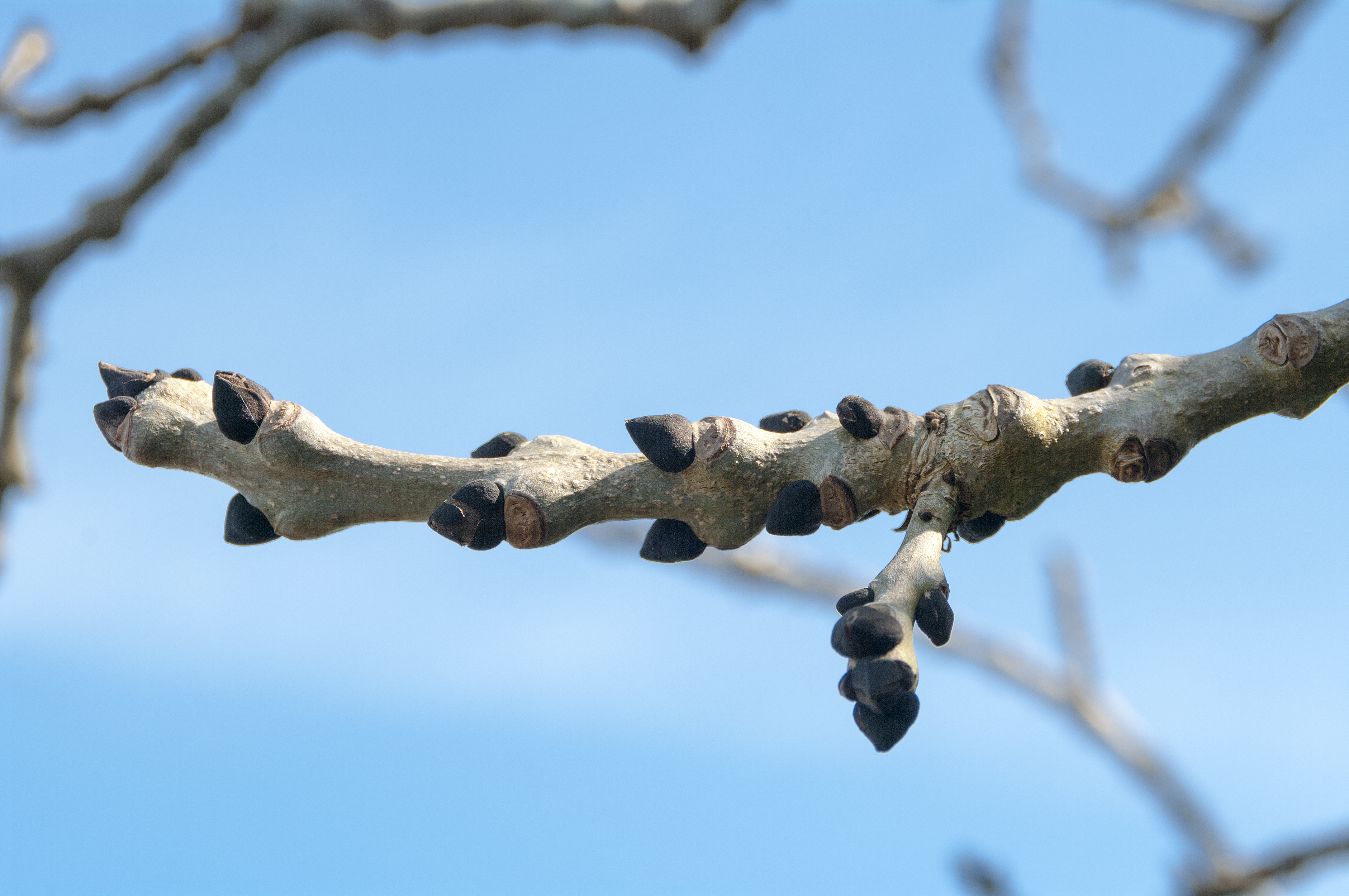 Ast der Esche mit schwarzen Knospen