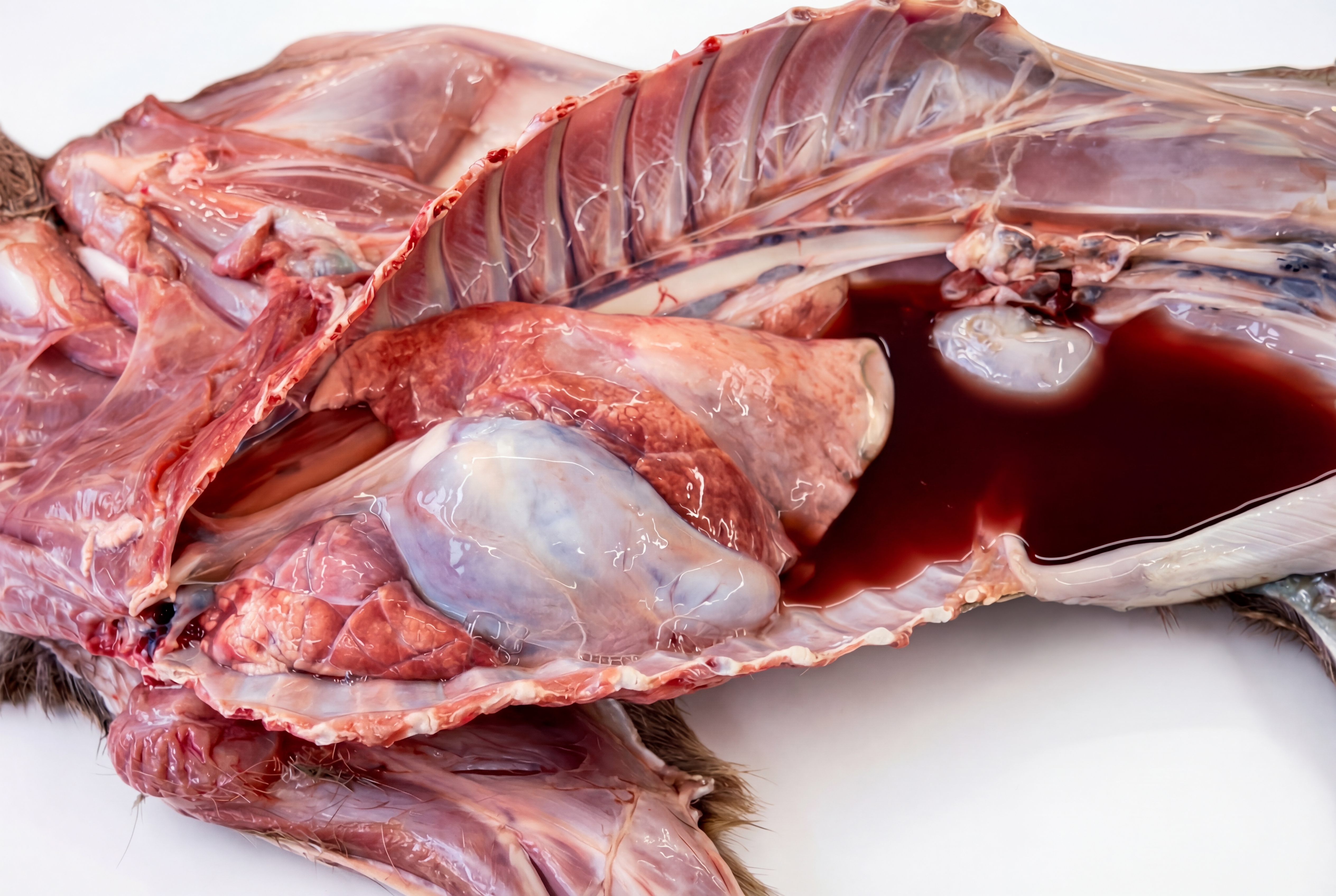 Fremder Inhalt in den Leibeshöhlen