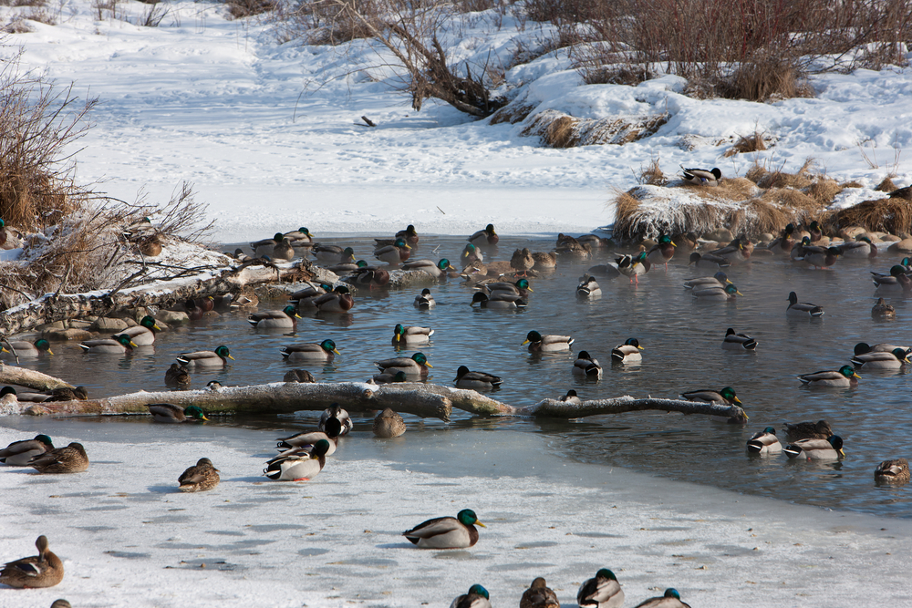 Stockenten Winter Eisfläche