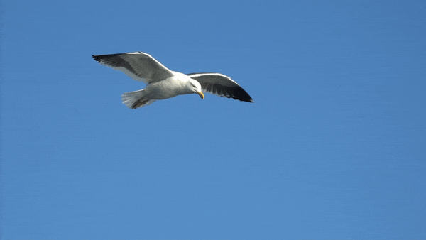 Möwe als Segler