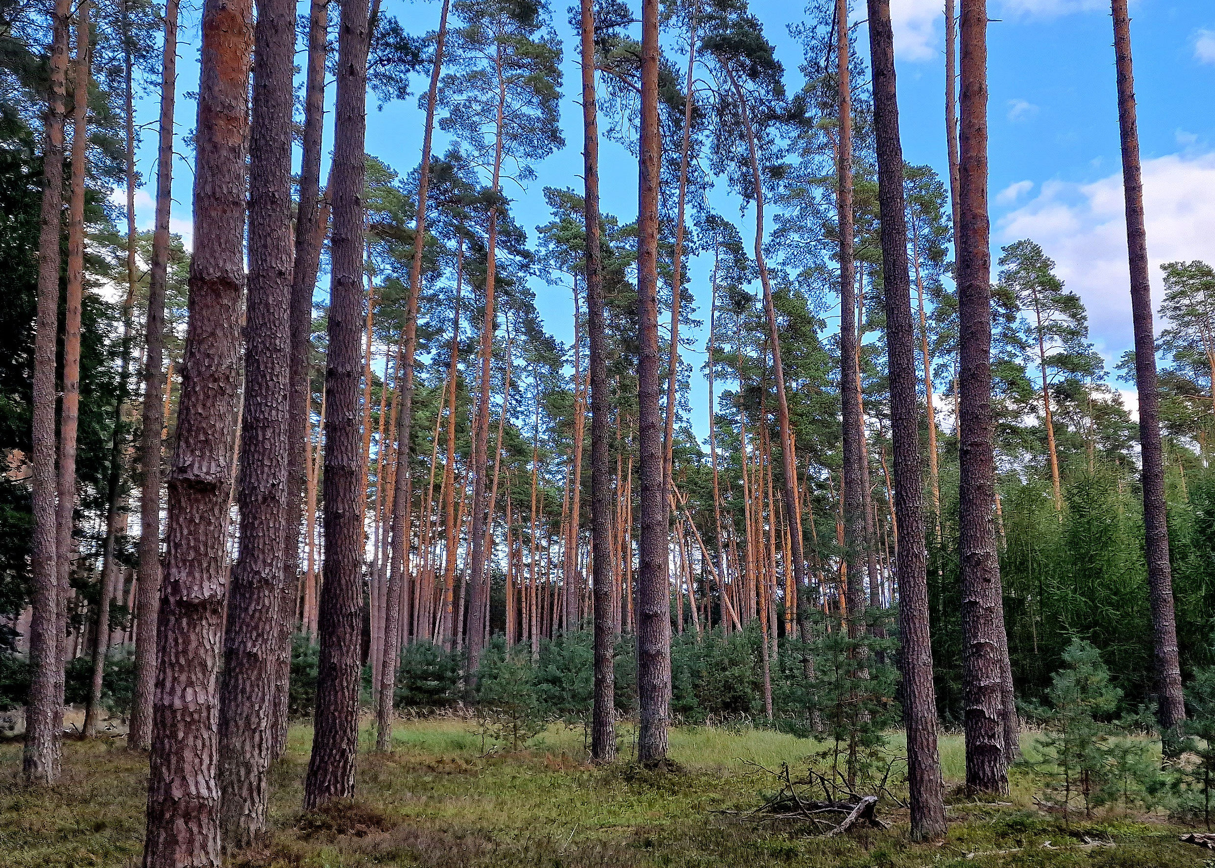 Kiefer-Wald Habitus 20230923_170628aa