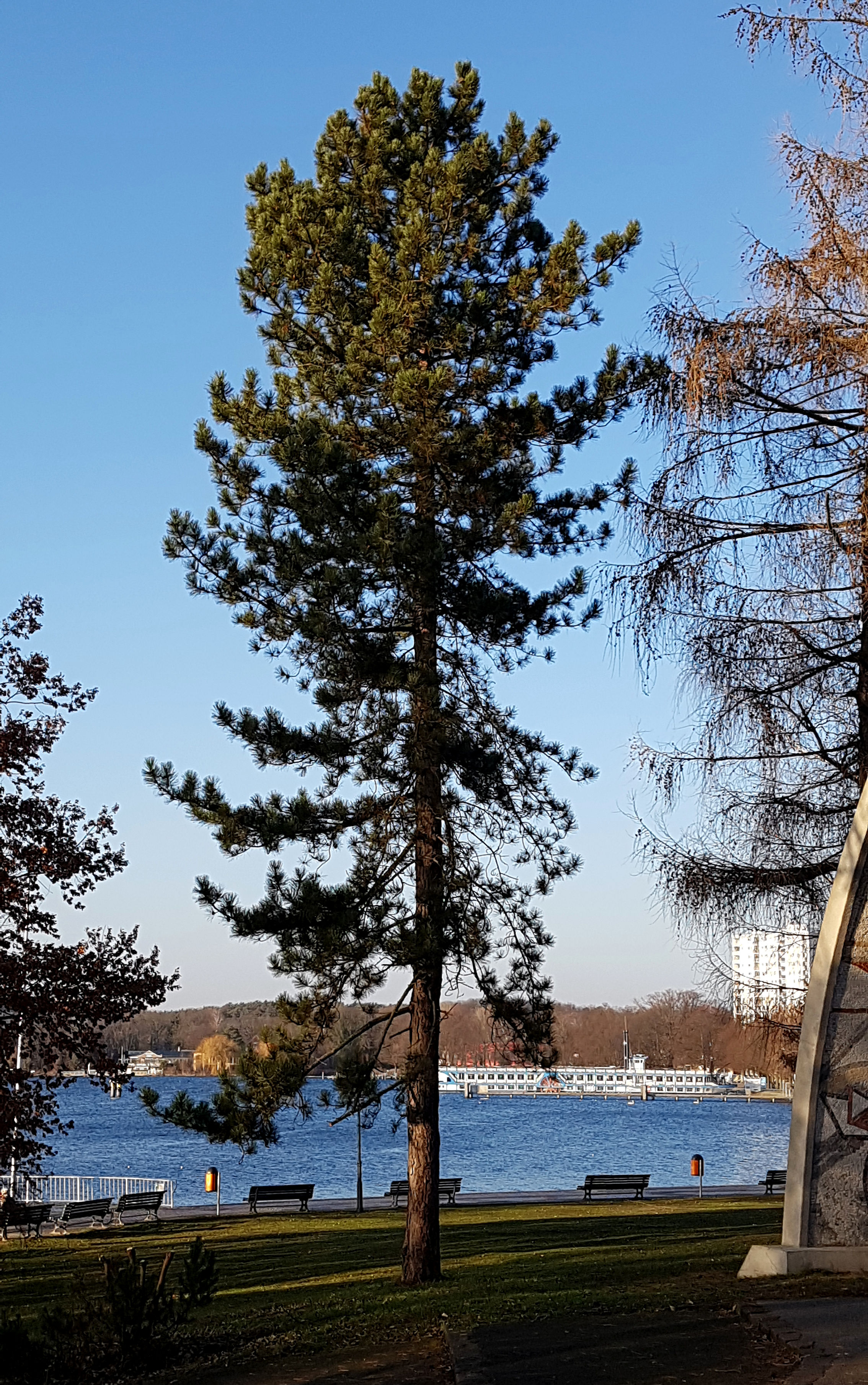 Kiefer-Schwarz Habitus 20200117_143247a