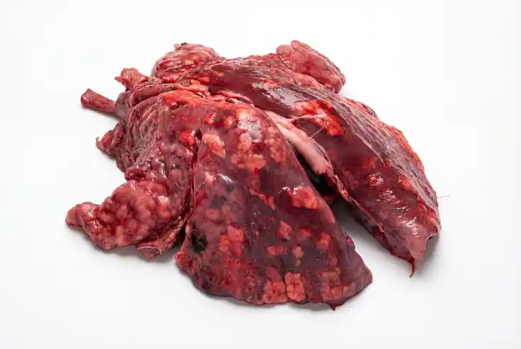 Eitrige Lungenentztündung beim Schwarzwild