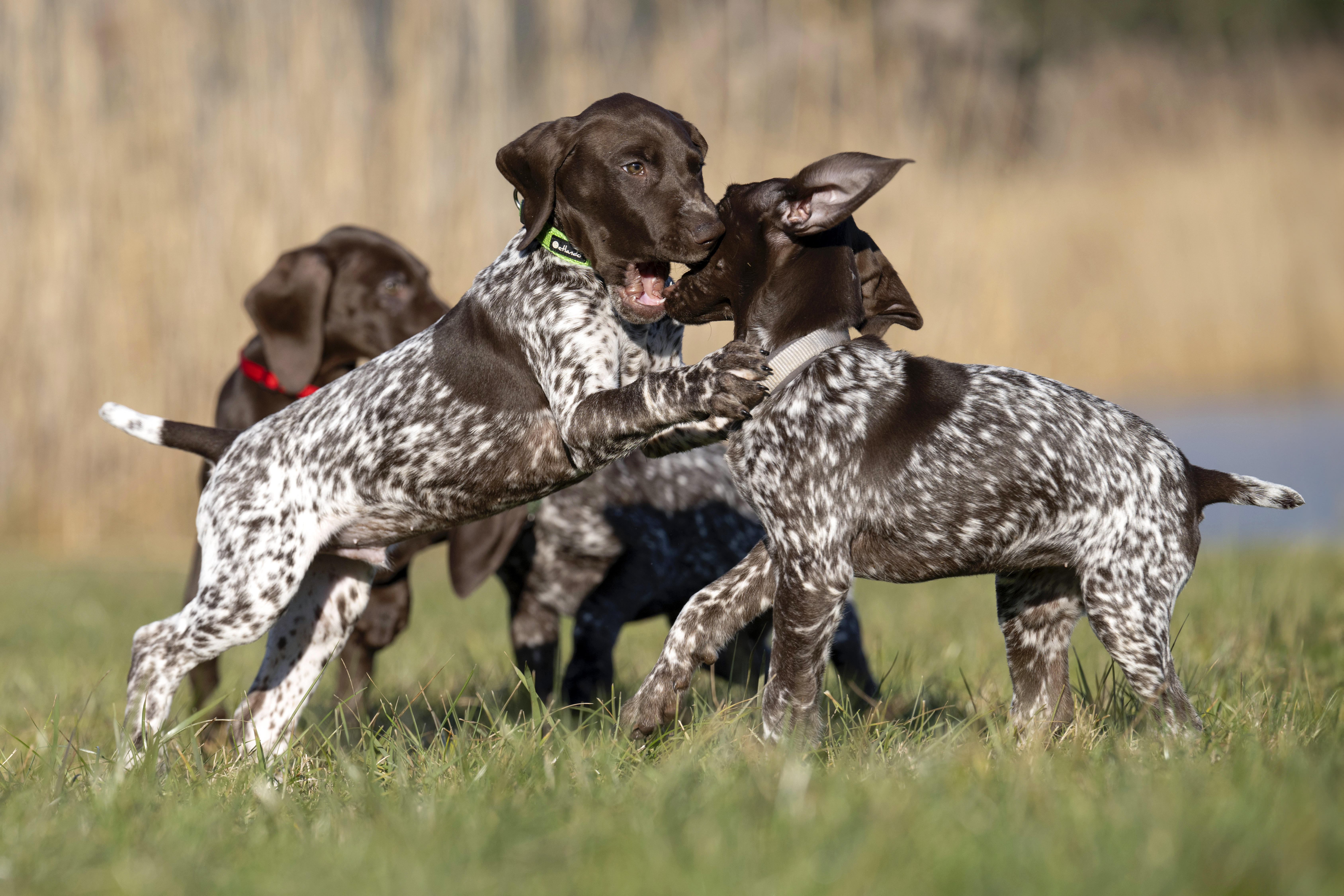 Deutsch-Kurzhaar-Welpen
