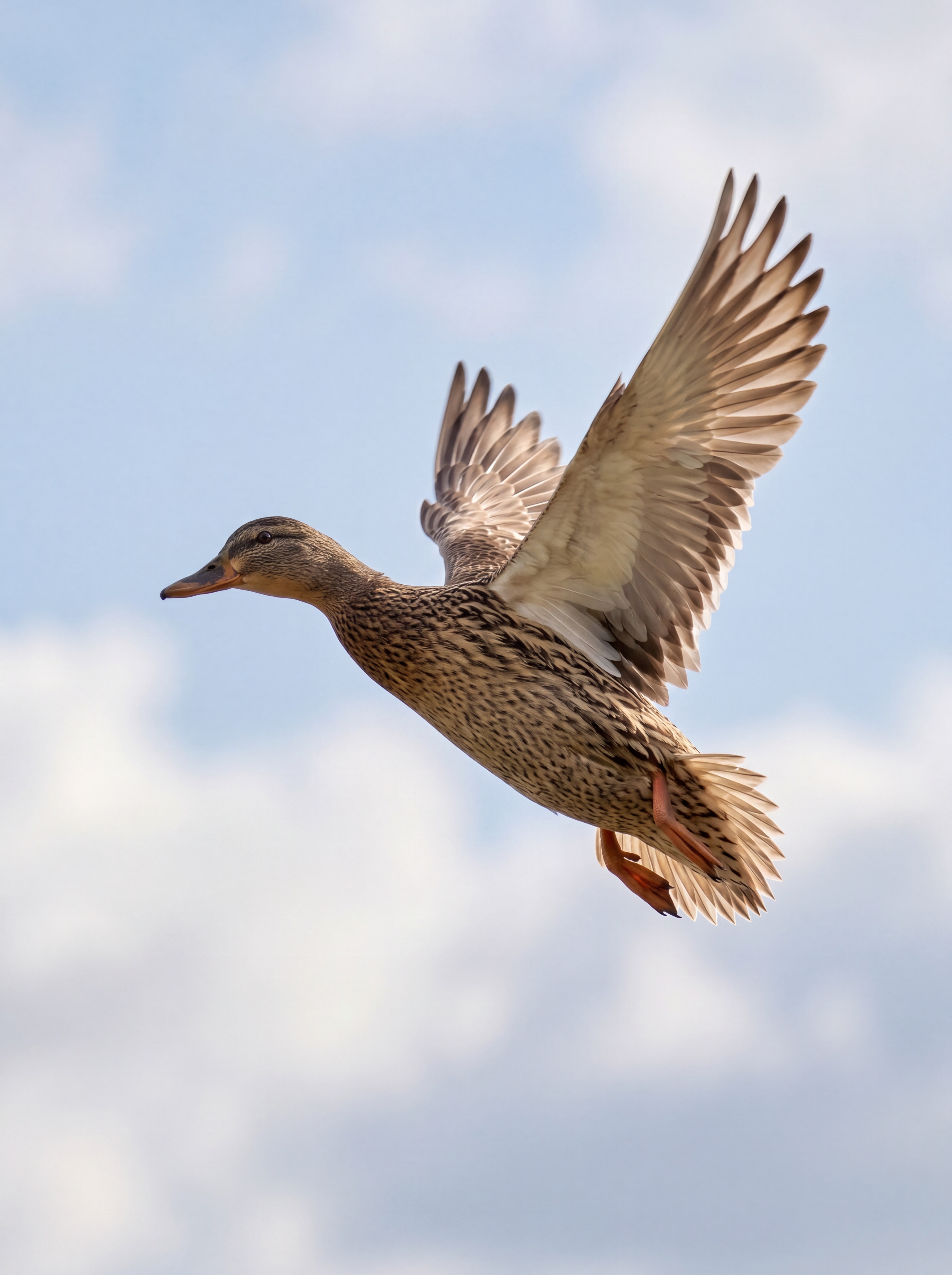 Fliegende Stockente, weiblich