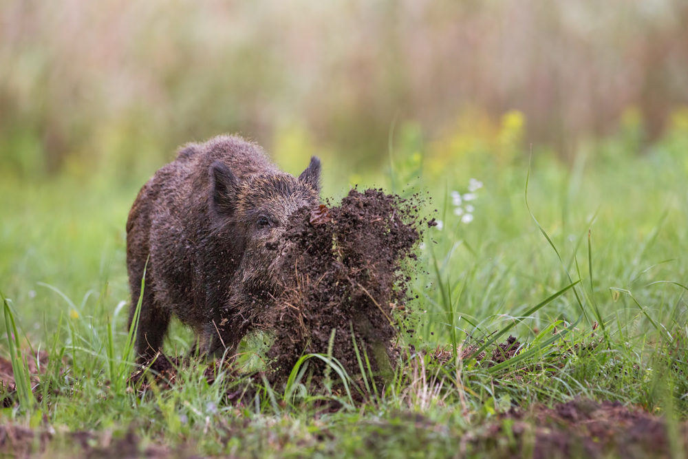 Schwarzwild beim Brechen