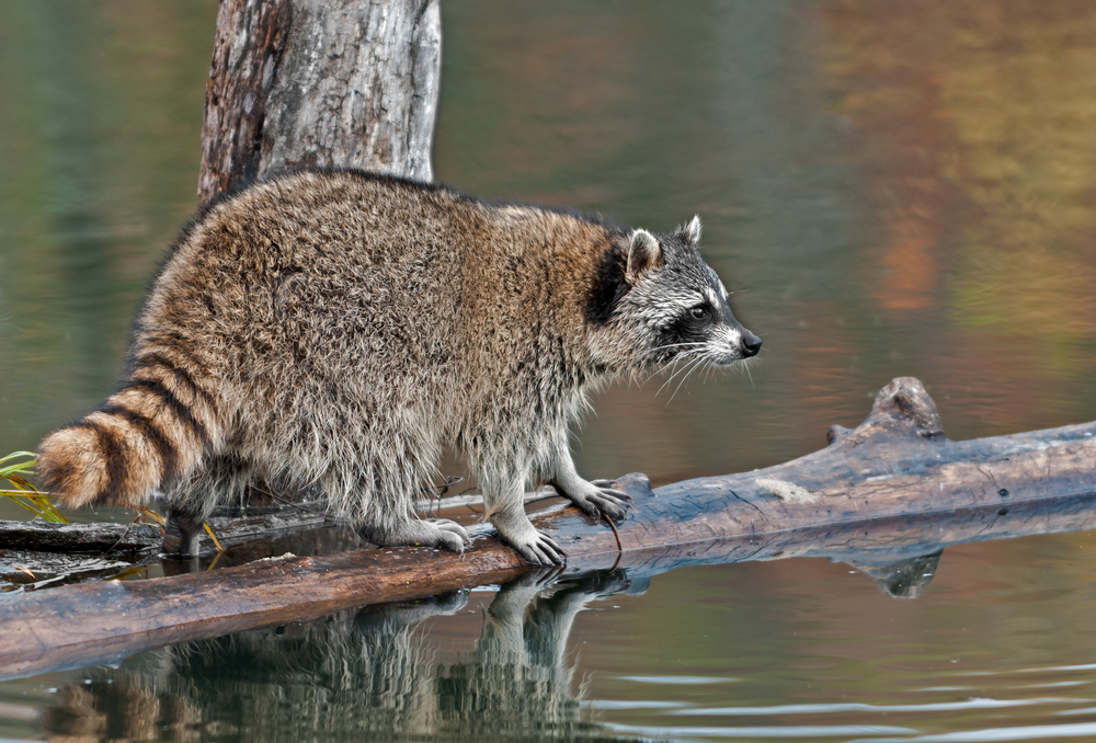 Waschbär Wasser