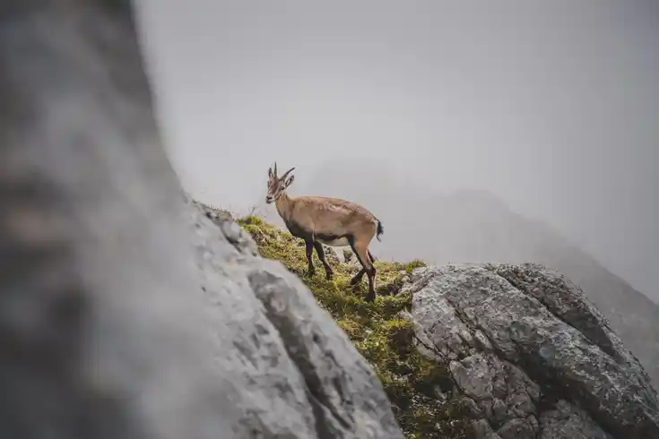 Steingeiß im Fels