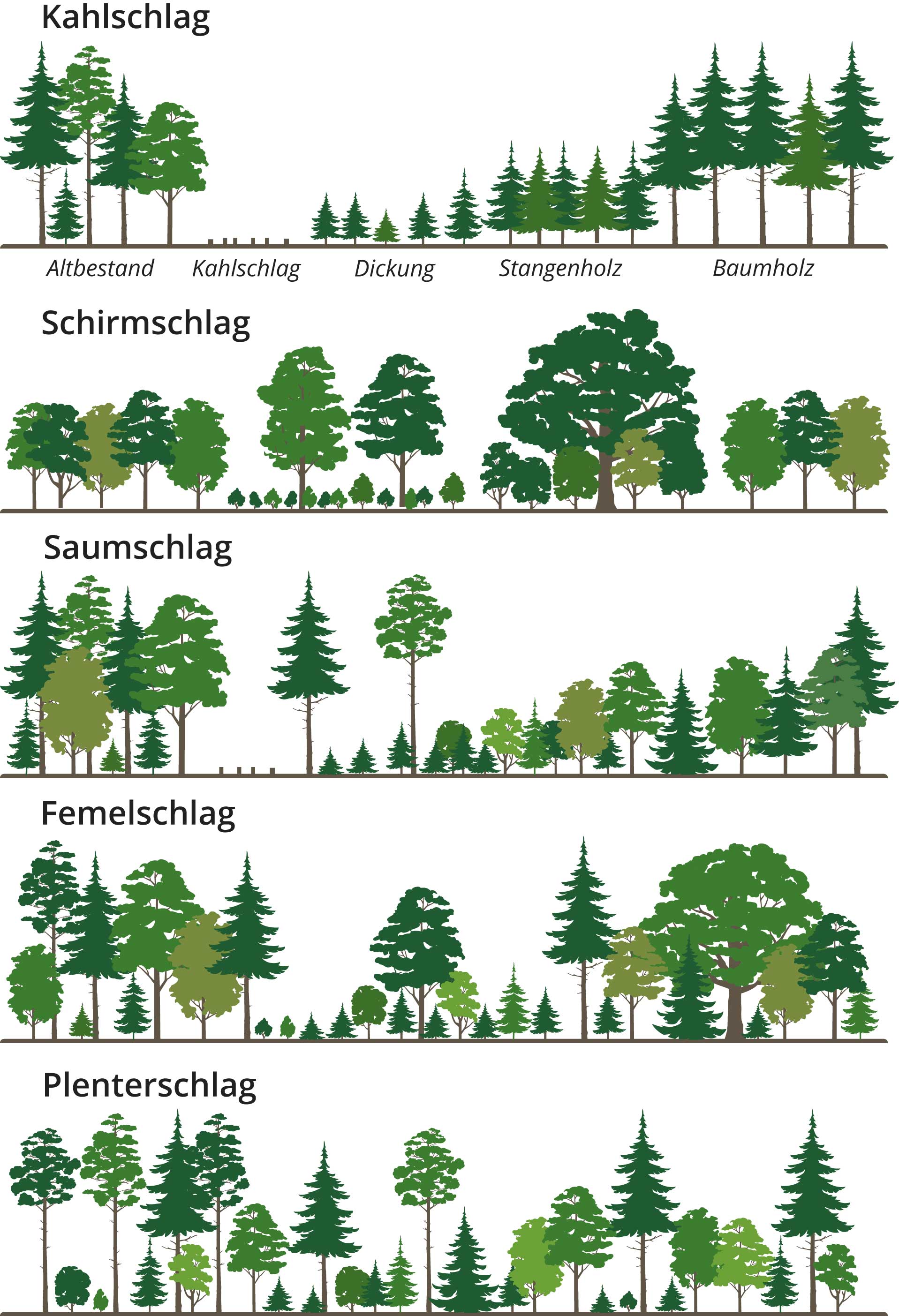 Waldnutzung