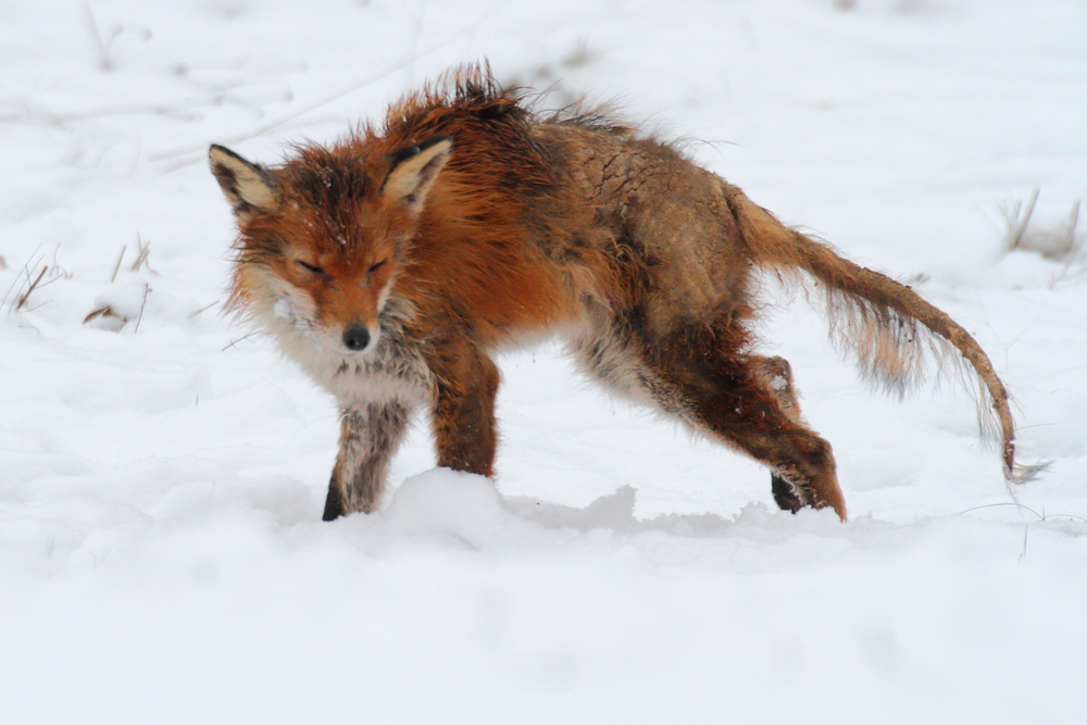Fuchs mit Räude