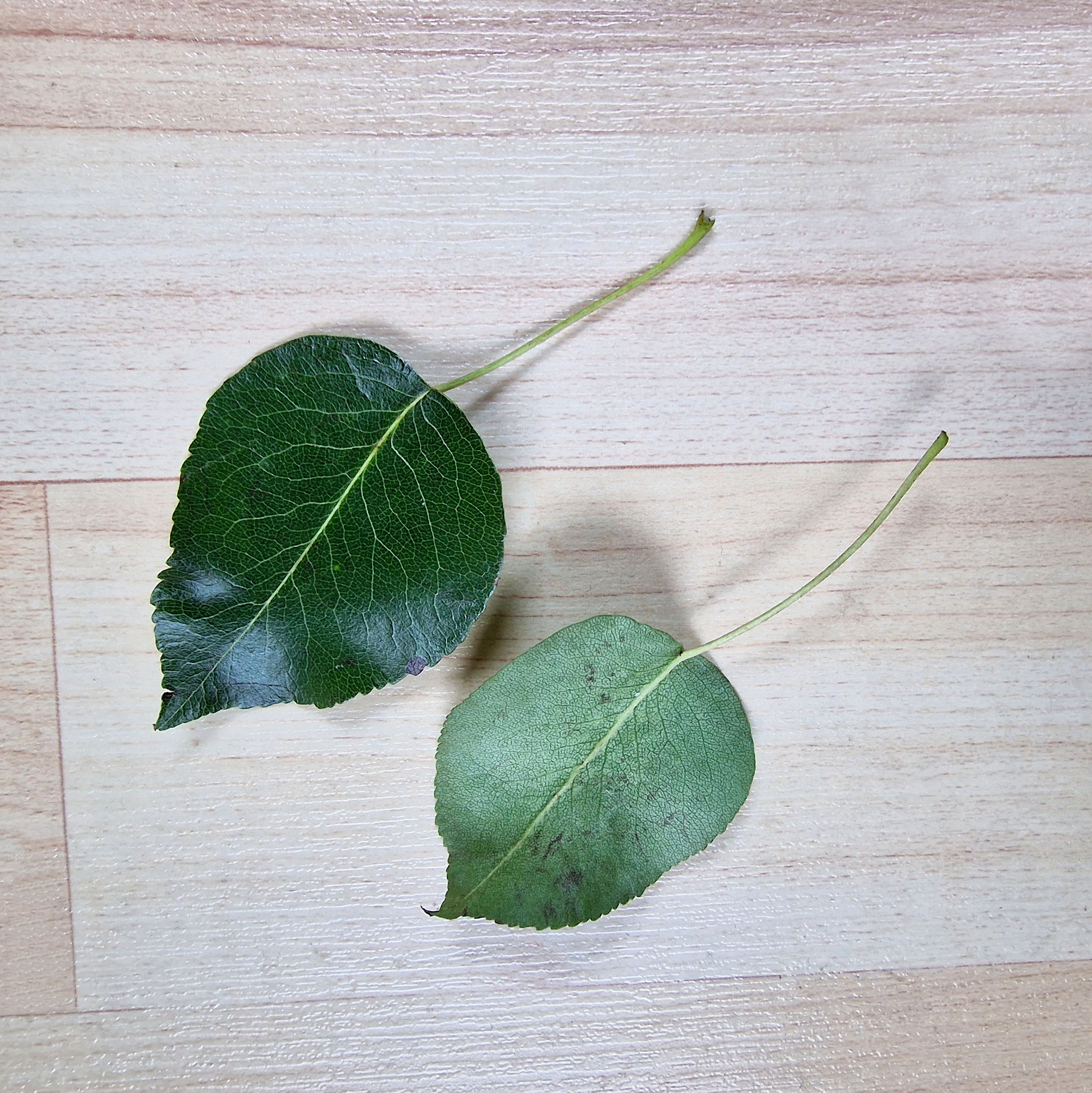 Birne-Wild Blatt 20220923_123943