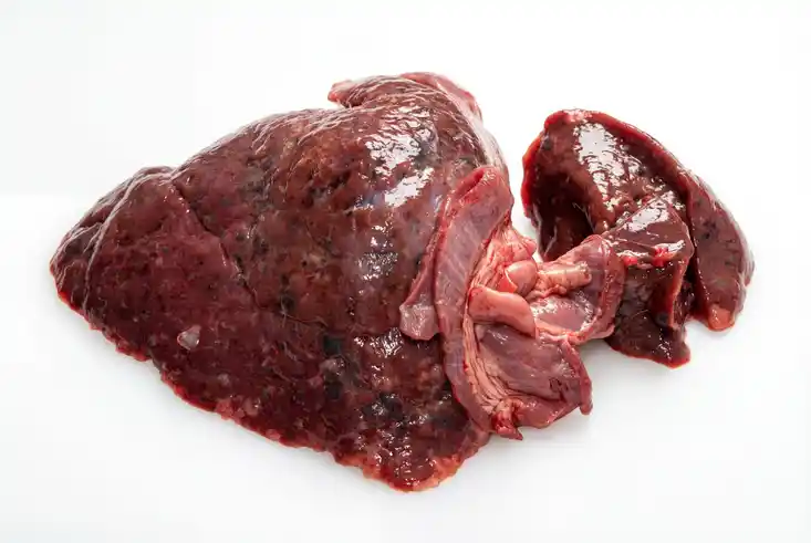 Bedenkliche Merkmale Leber Feldhase