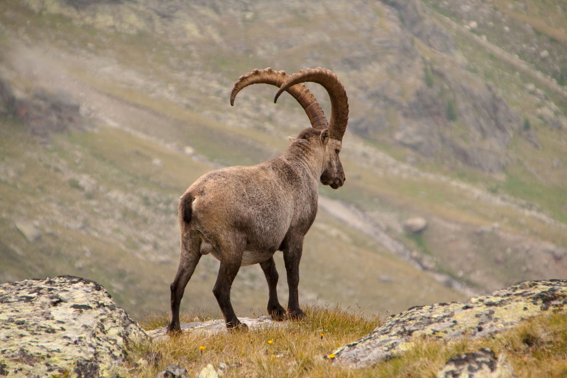 Älterer Steinbock
