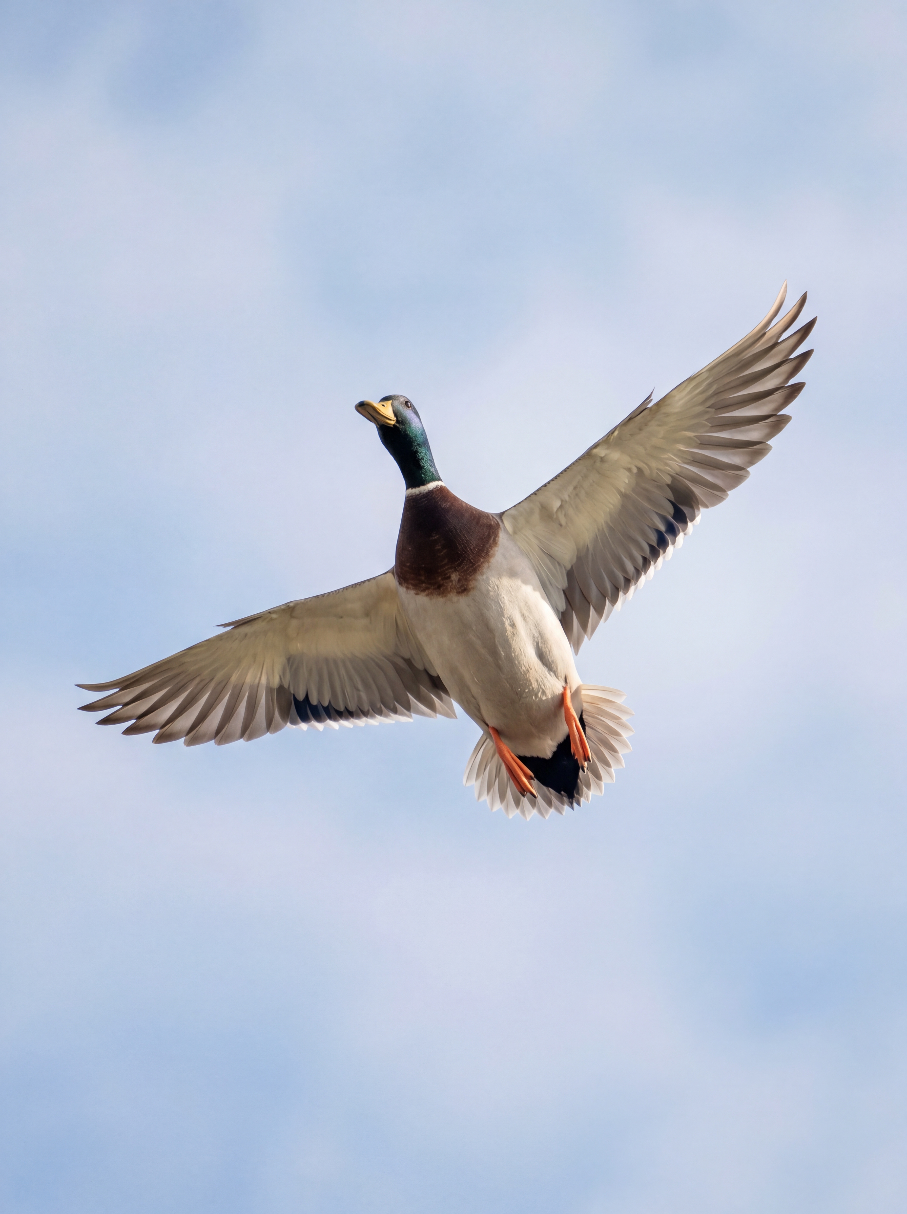 Flugbild Stockenterpel
