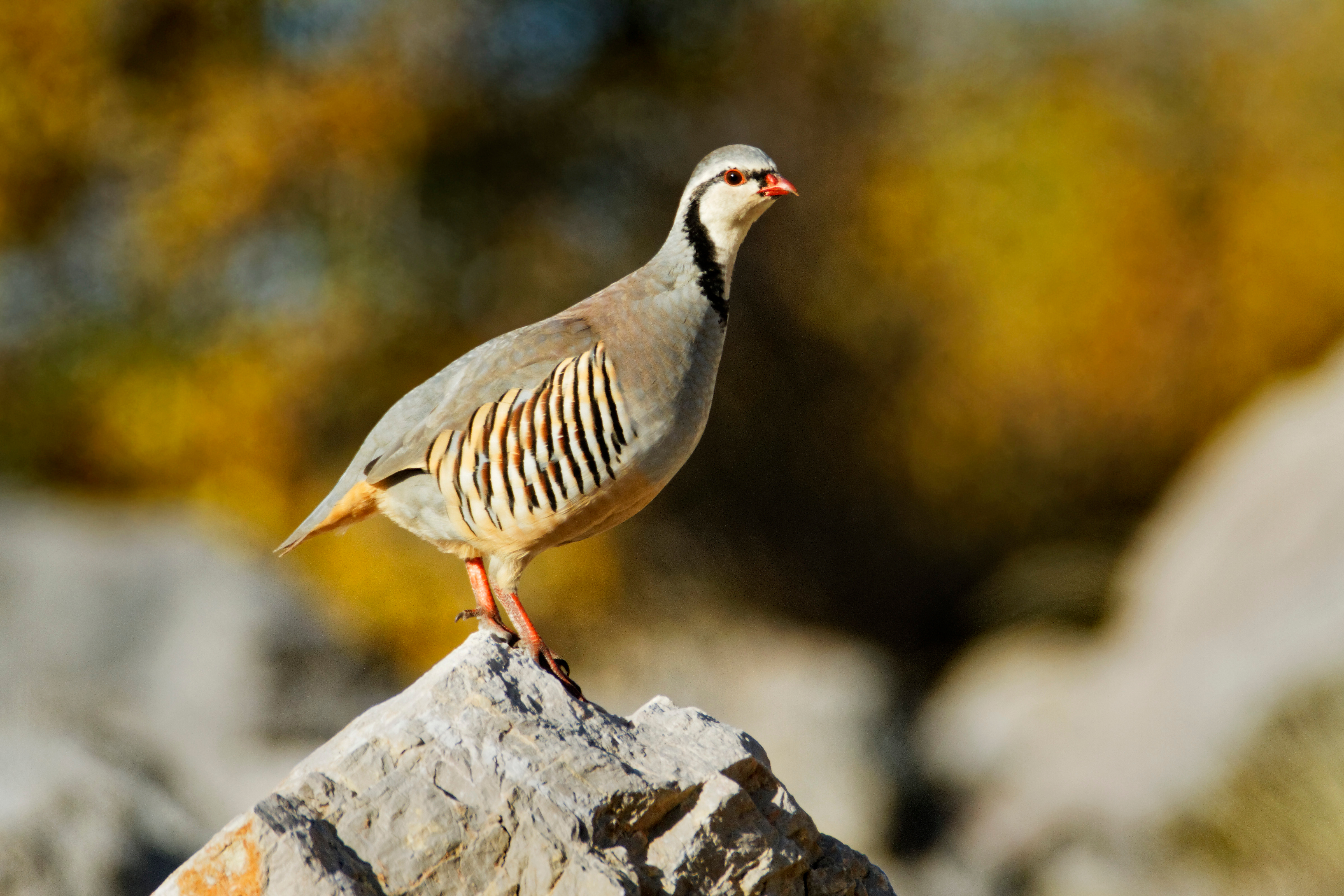 Steinhuhn