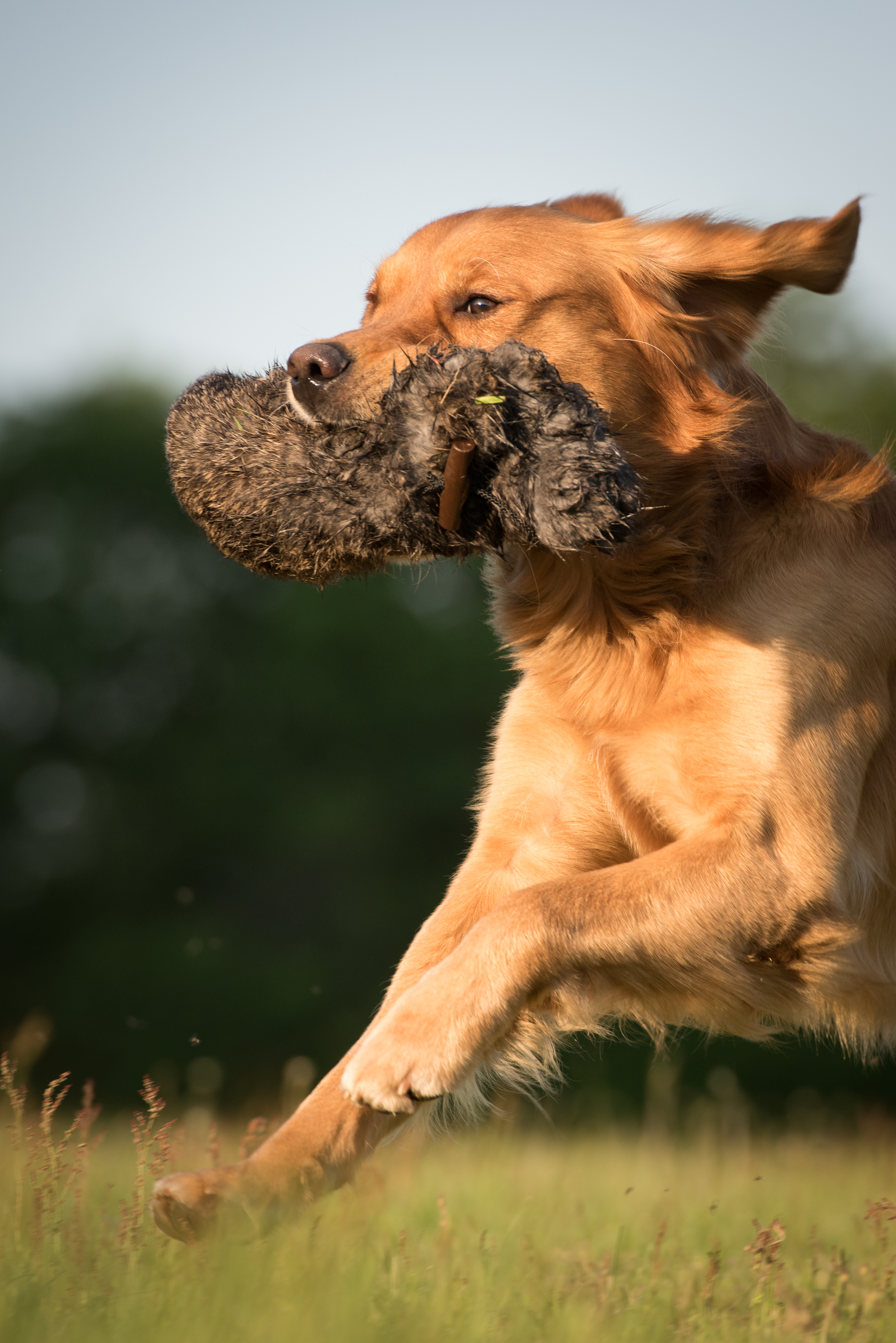 Golden Retriever mit einem Fell-Dummy
