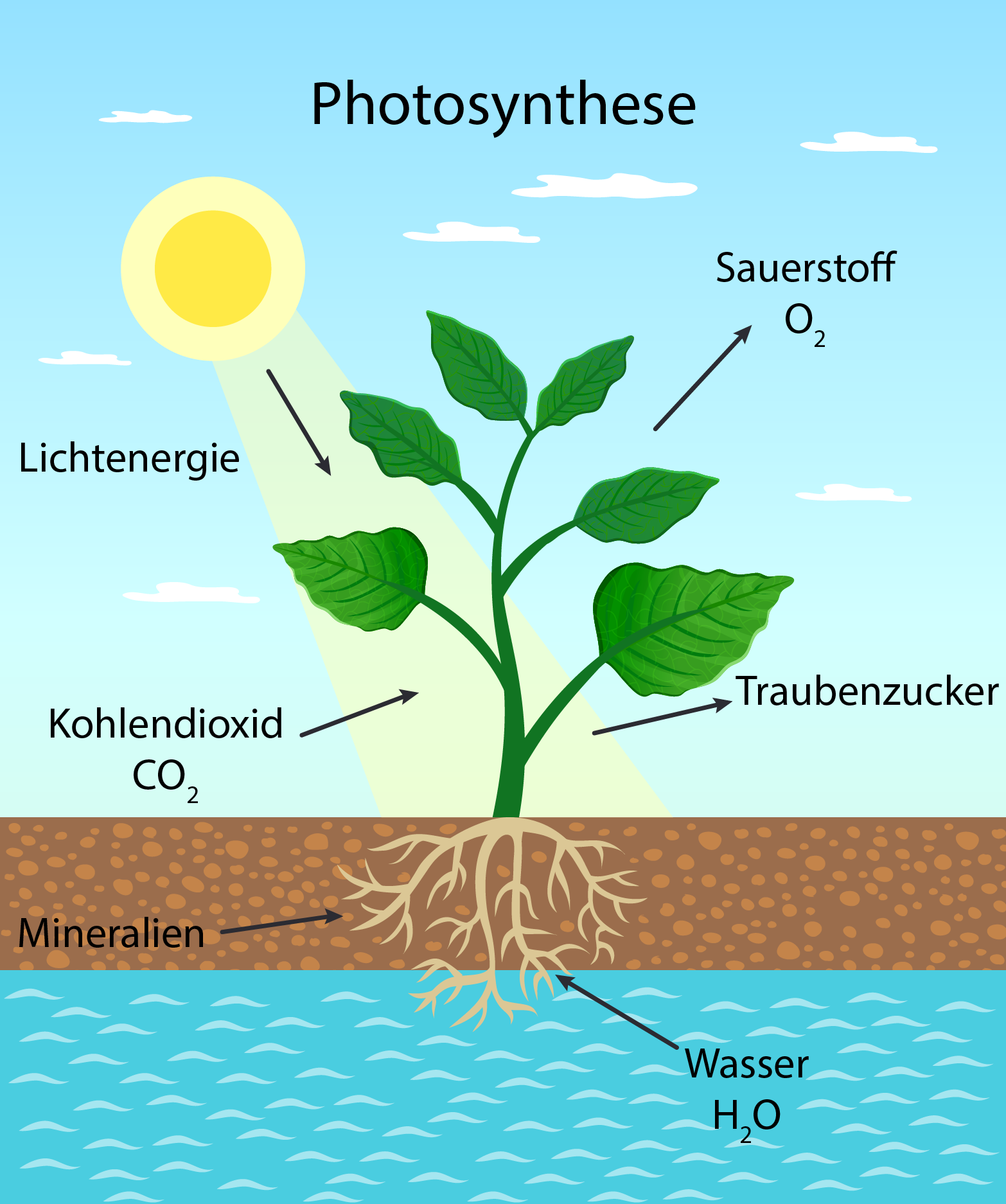 Photosynthese