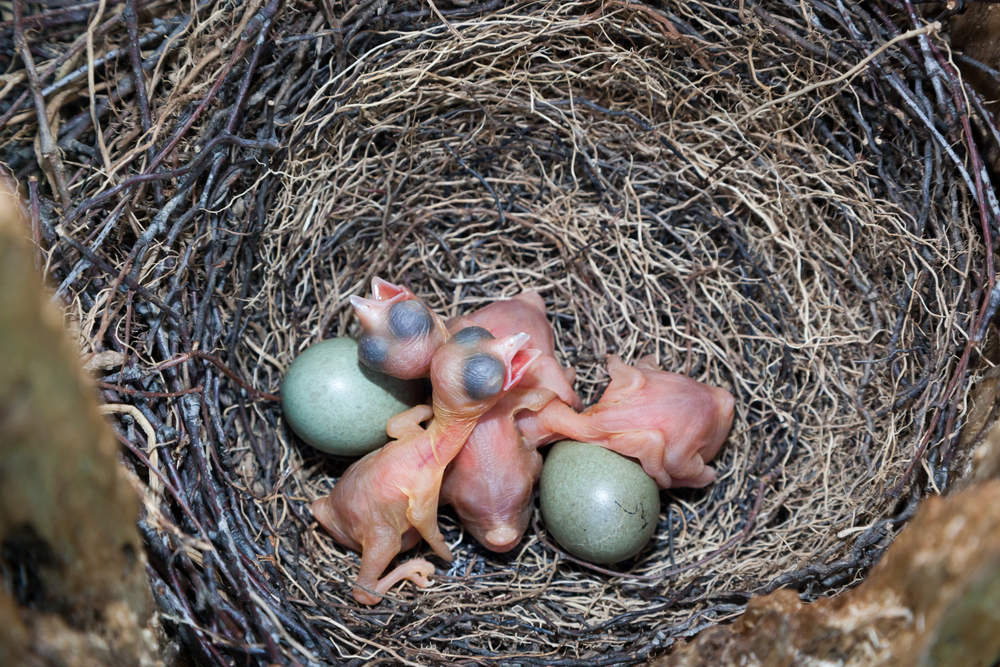 Eichelhäher Nest und Küken