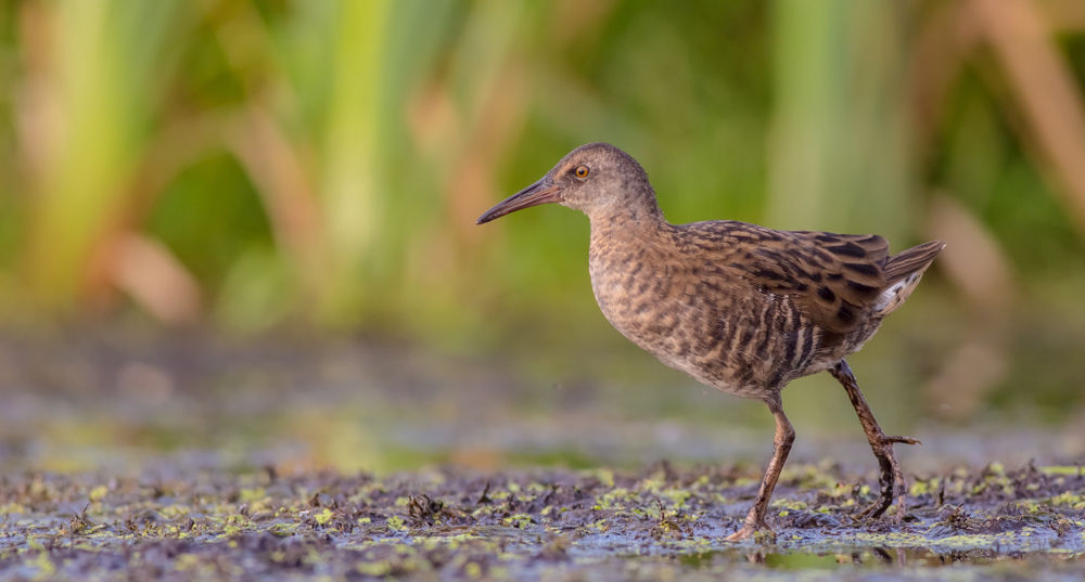 Juvenile Wasserralle