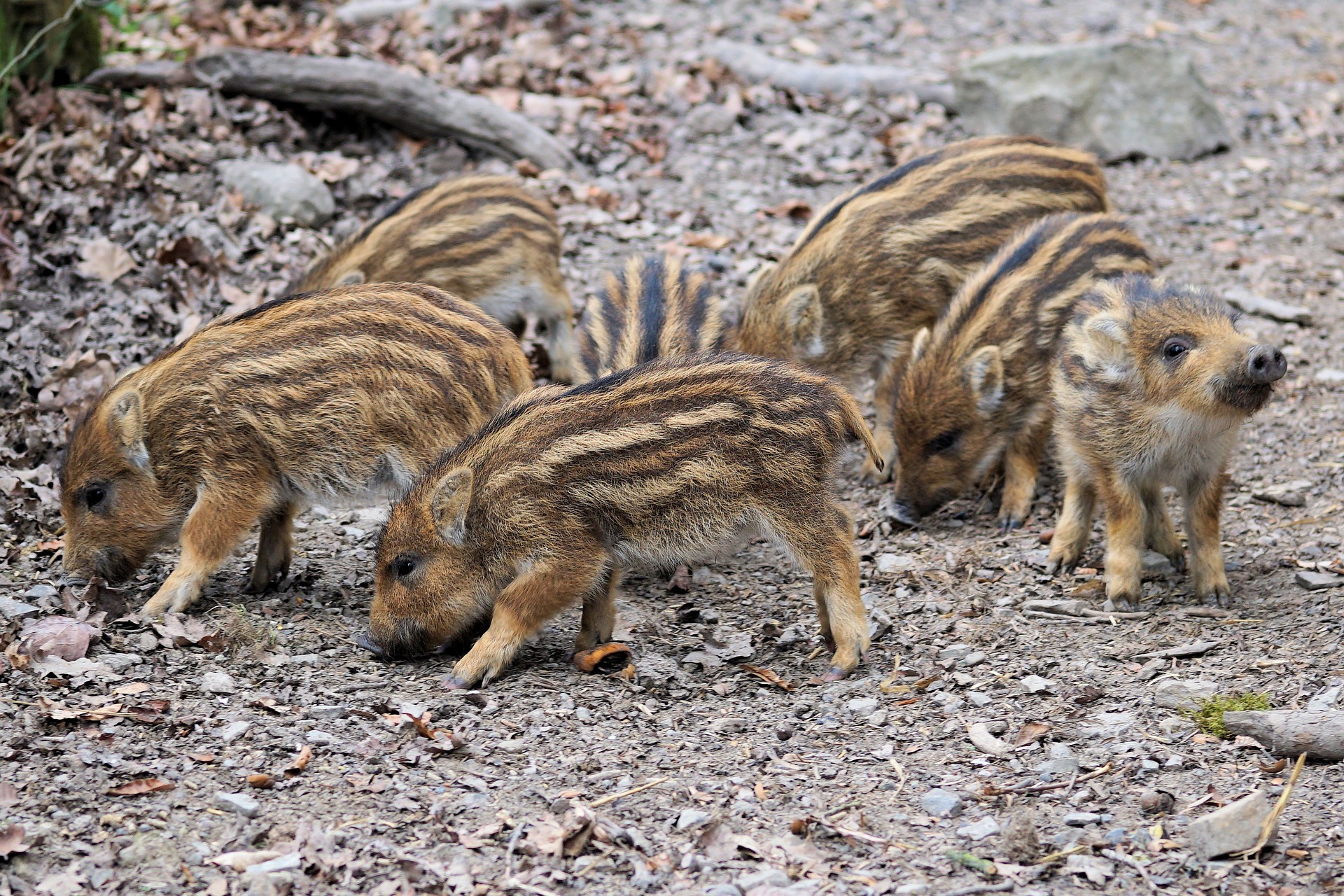 Frischlinge Wildschwein Schwarzwild