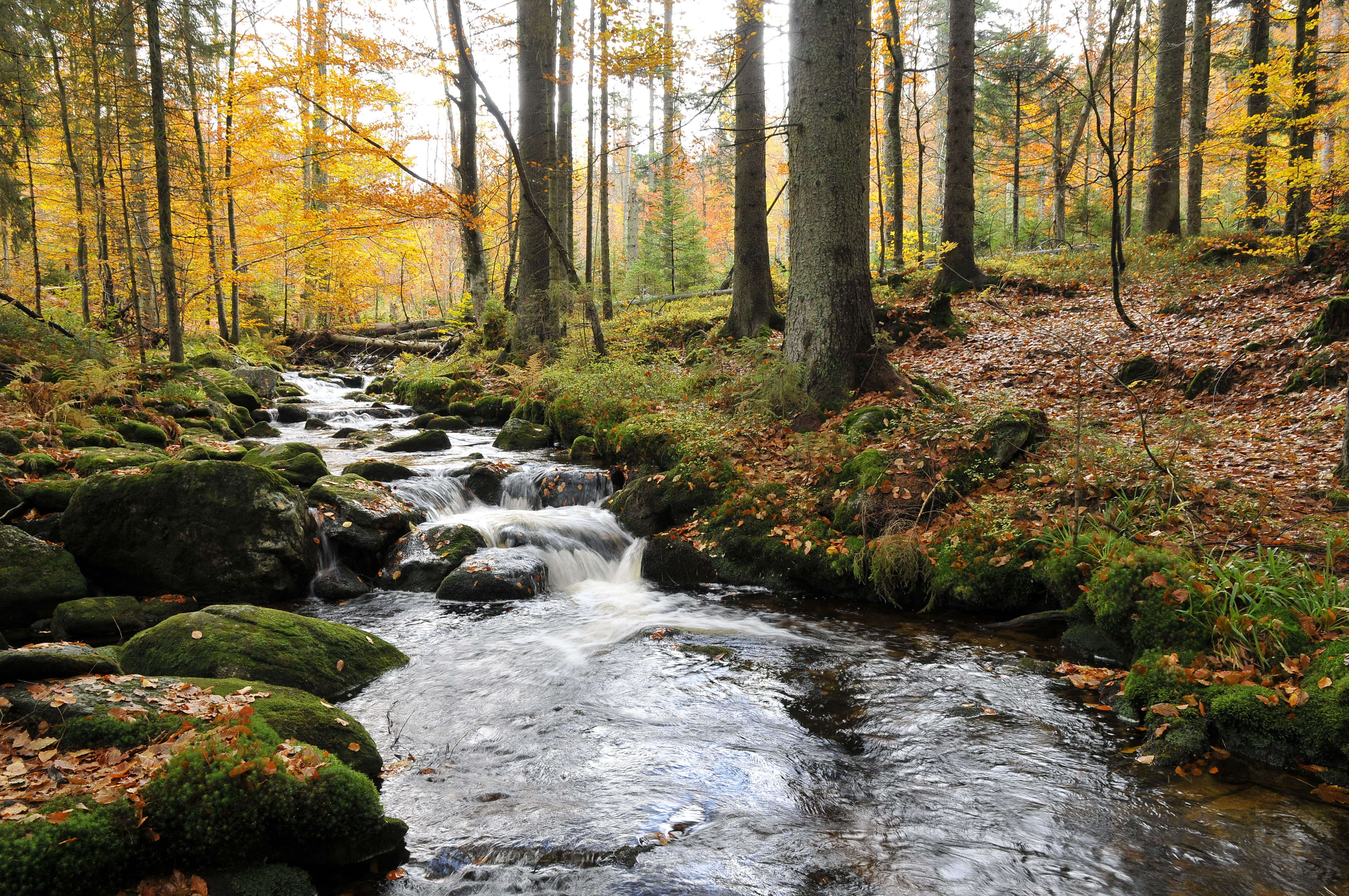 Bach im Nationalpark Bayerischer Wald