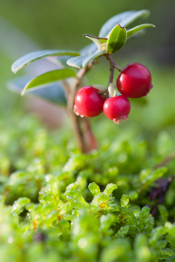 Frucht der Preiselbeere