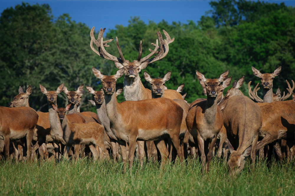 Rotwild große Gruppe Wildseuchen
