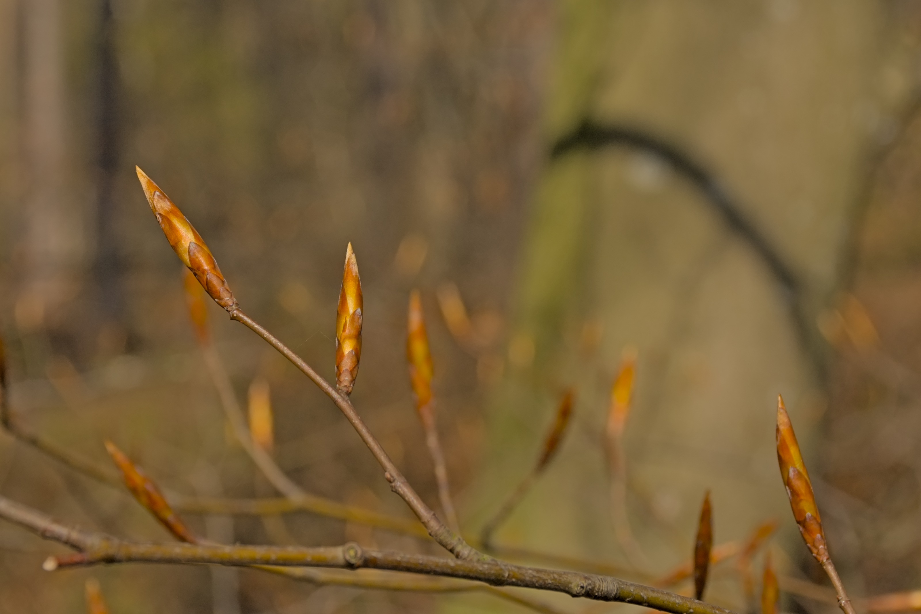 Ast der Rotbuche mit spitzen schmalen Knospen