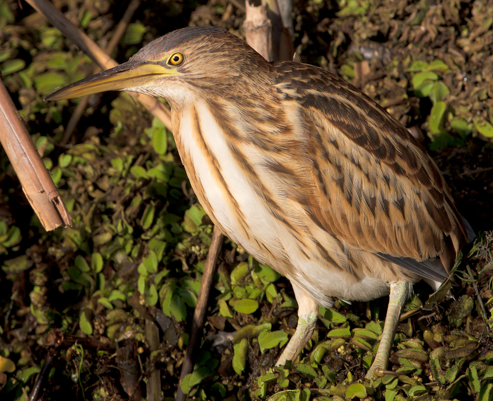 Juvenile Zwergdommel