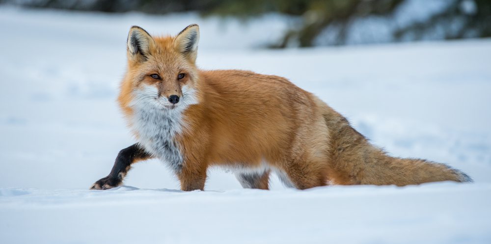Fuchs Winter