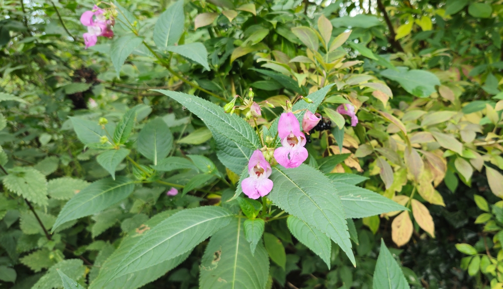 Indisches Springkraut