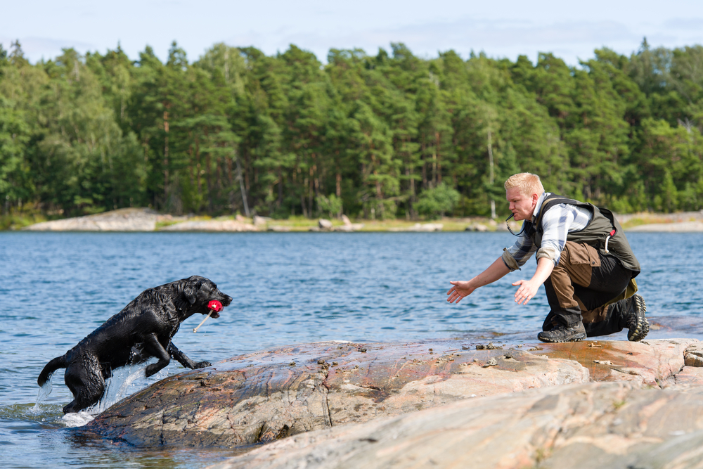 Apportieren Labrador