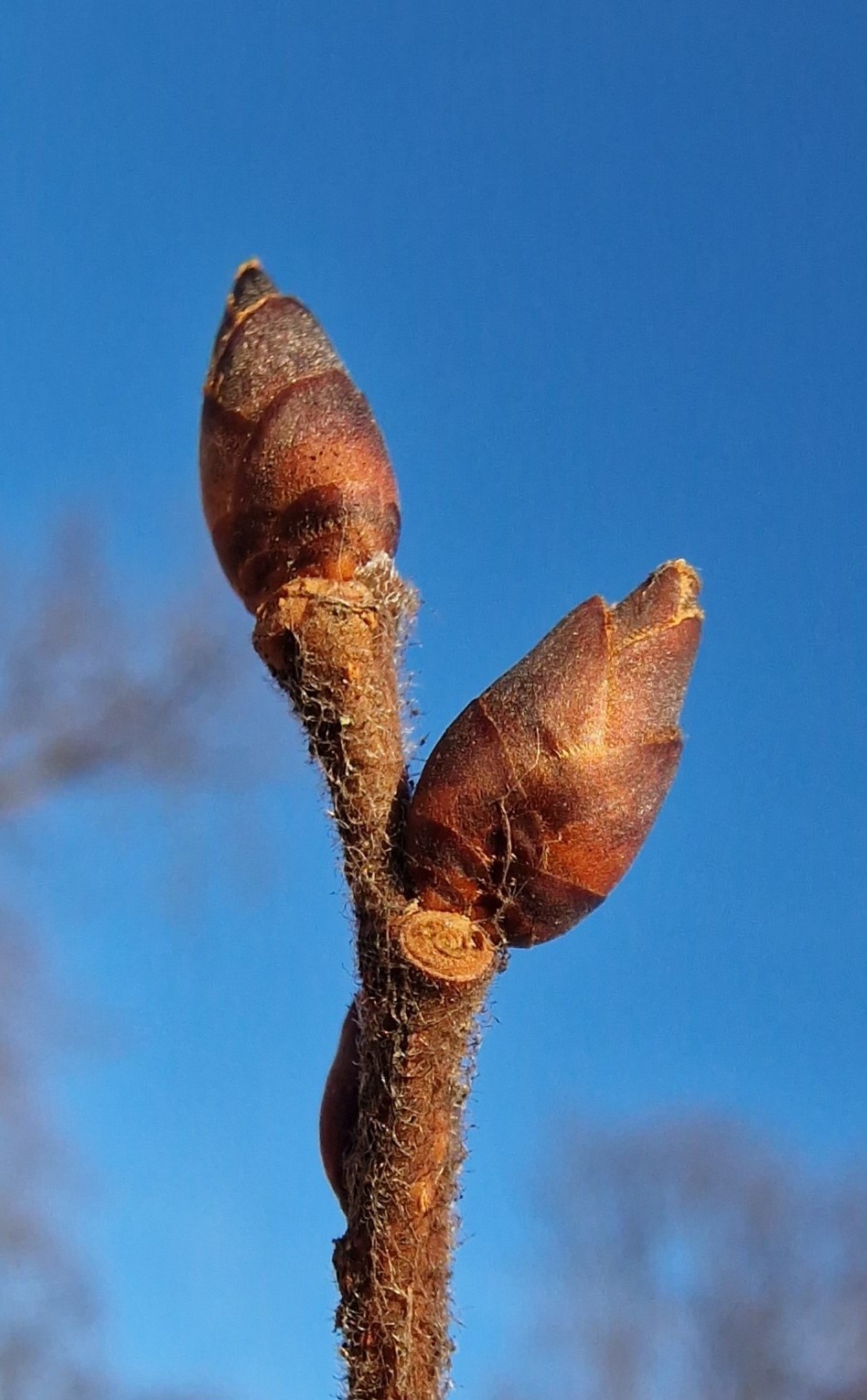 Ulme-Flatter Knospe 20240118_150428