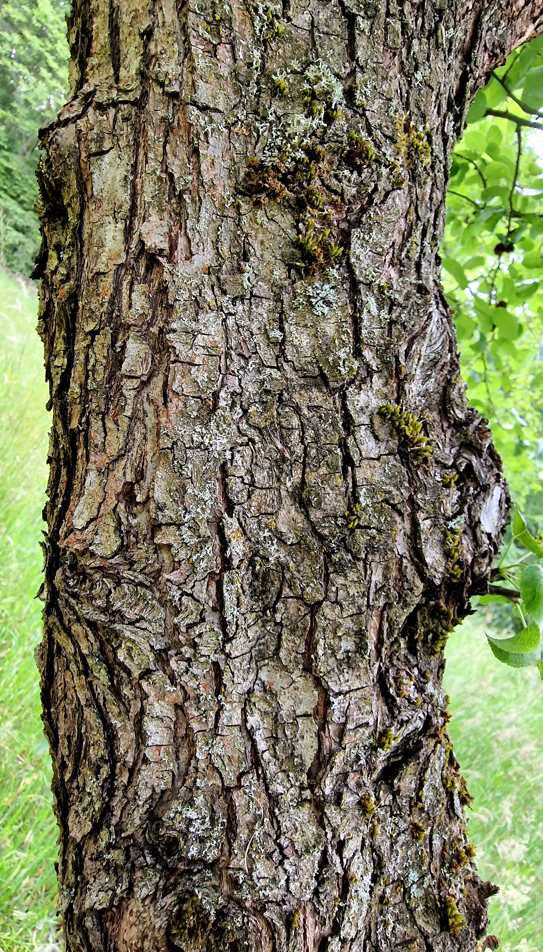 Apfel-Wild Rinde u 20220530_180544