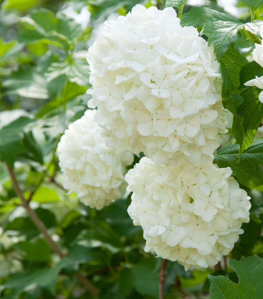 Blüte des Gewöhnlichen Schneeballs