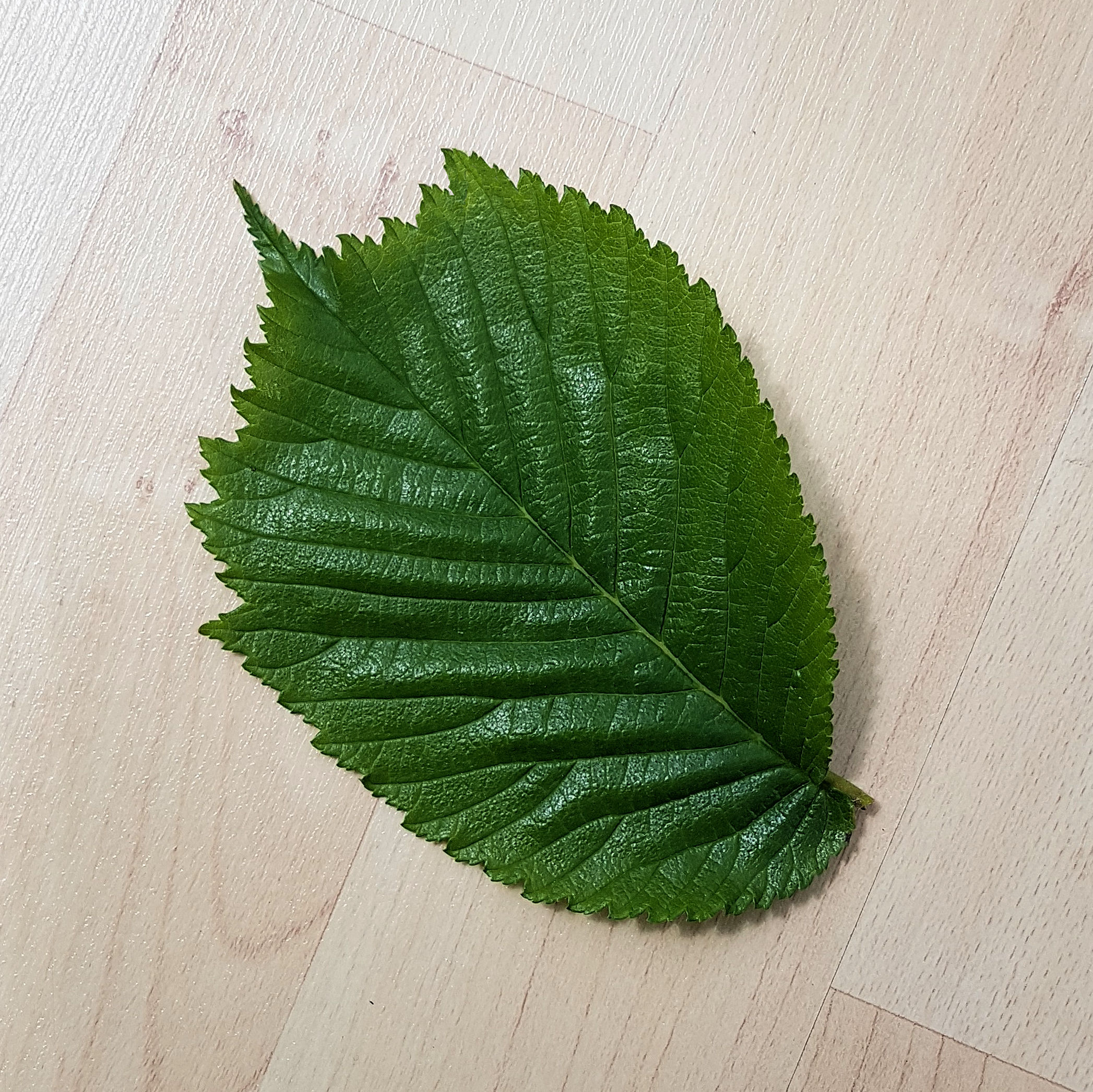 Ulme-Berg Blatt 20210528_143937a