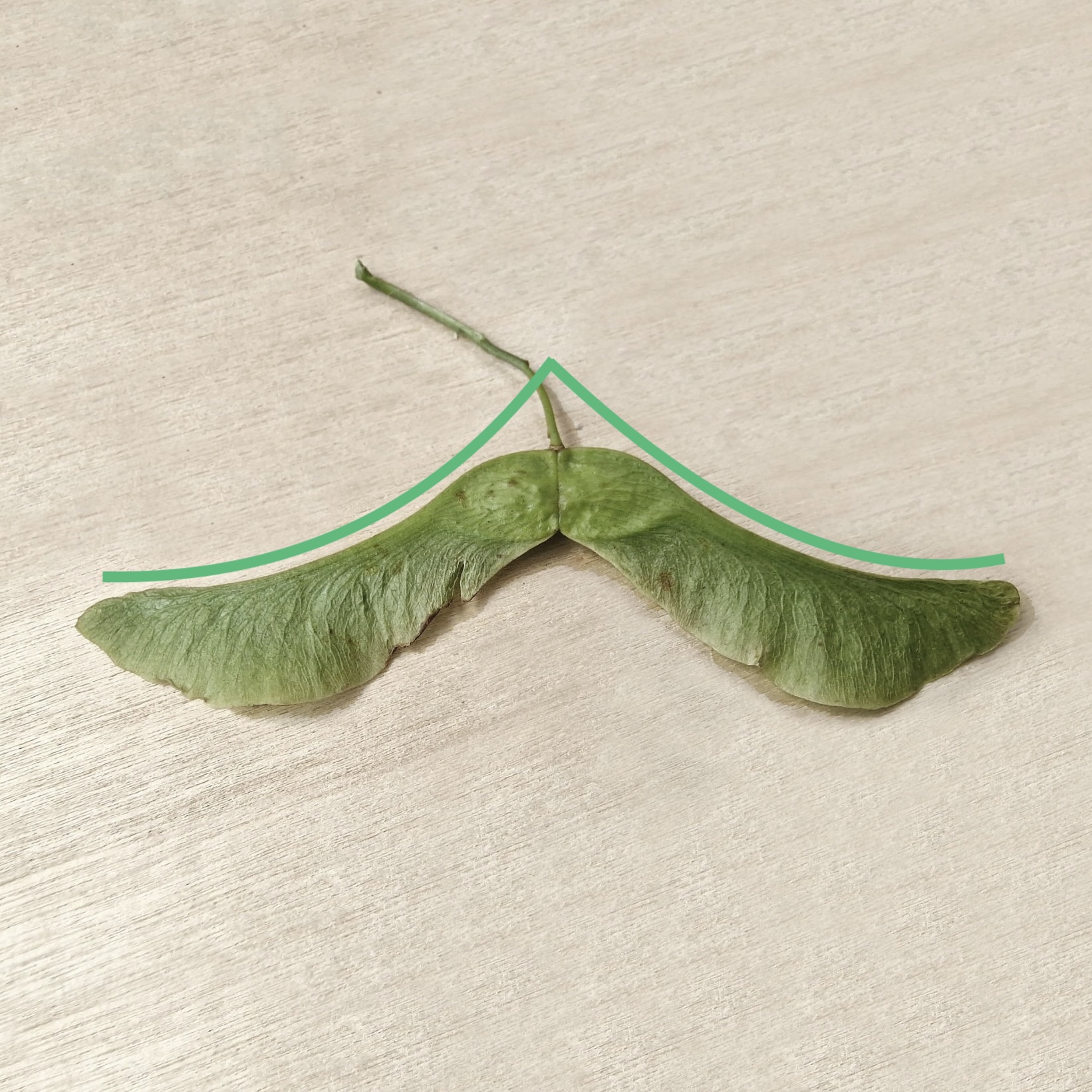 Ahorn-Spitz Samen 20250626_170426