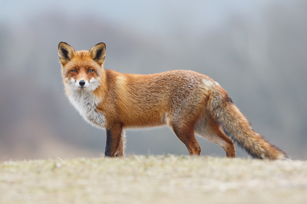Fuchs Rotfuchs
