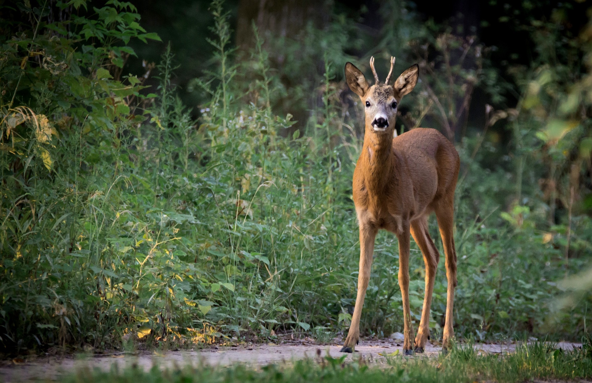 Rehwild Bock jung