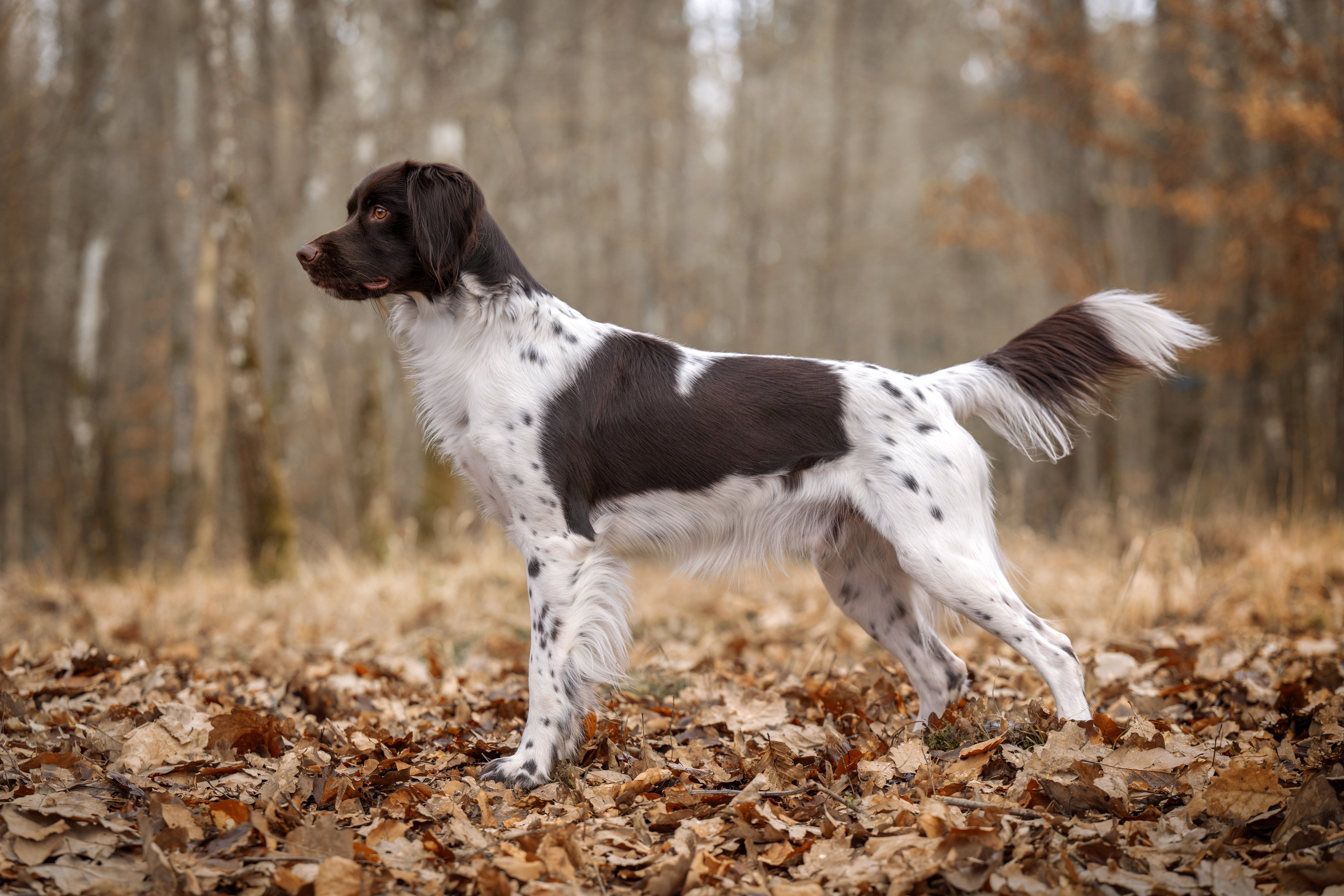 Kleiner Münsterländer