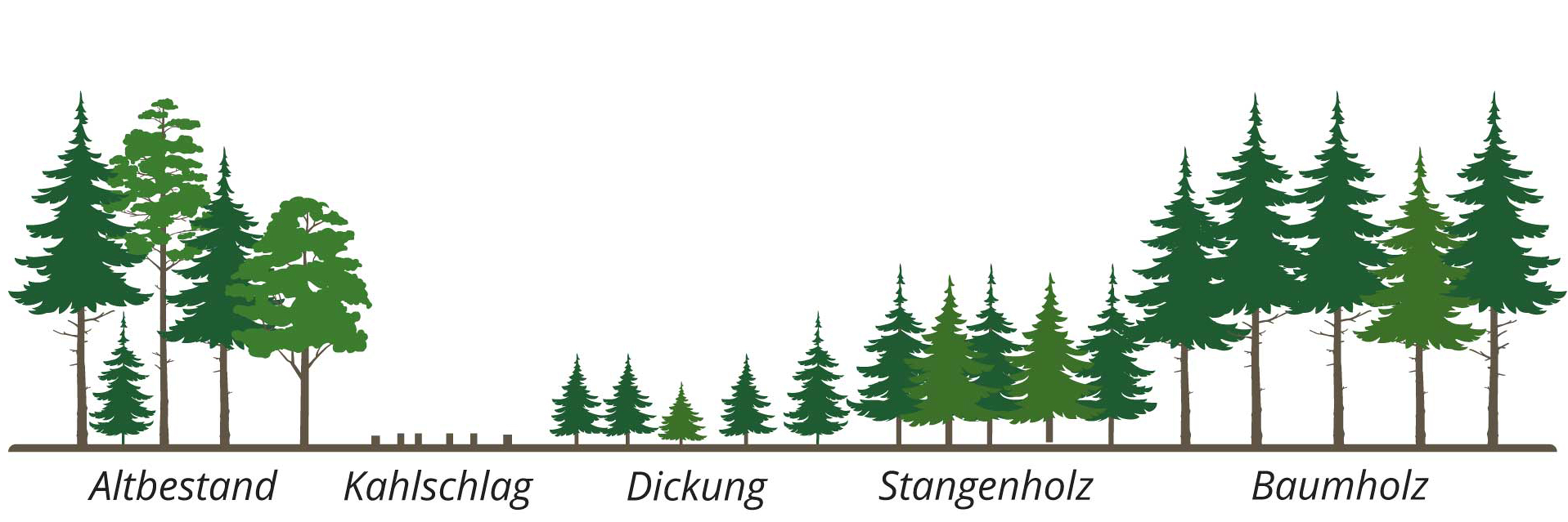 Kahlschlag