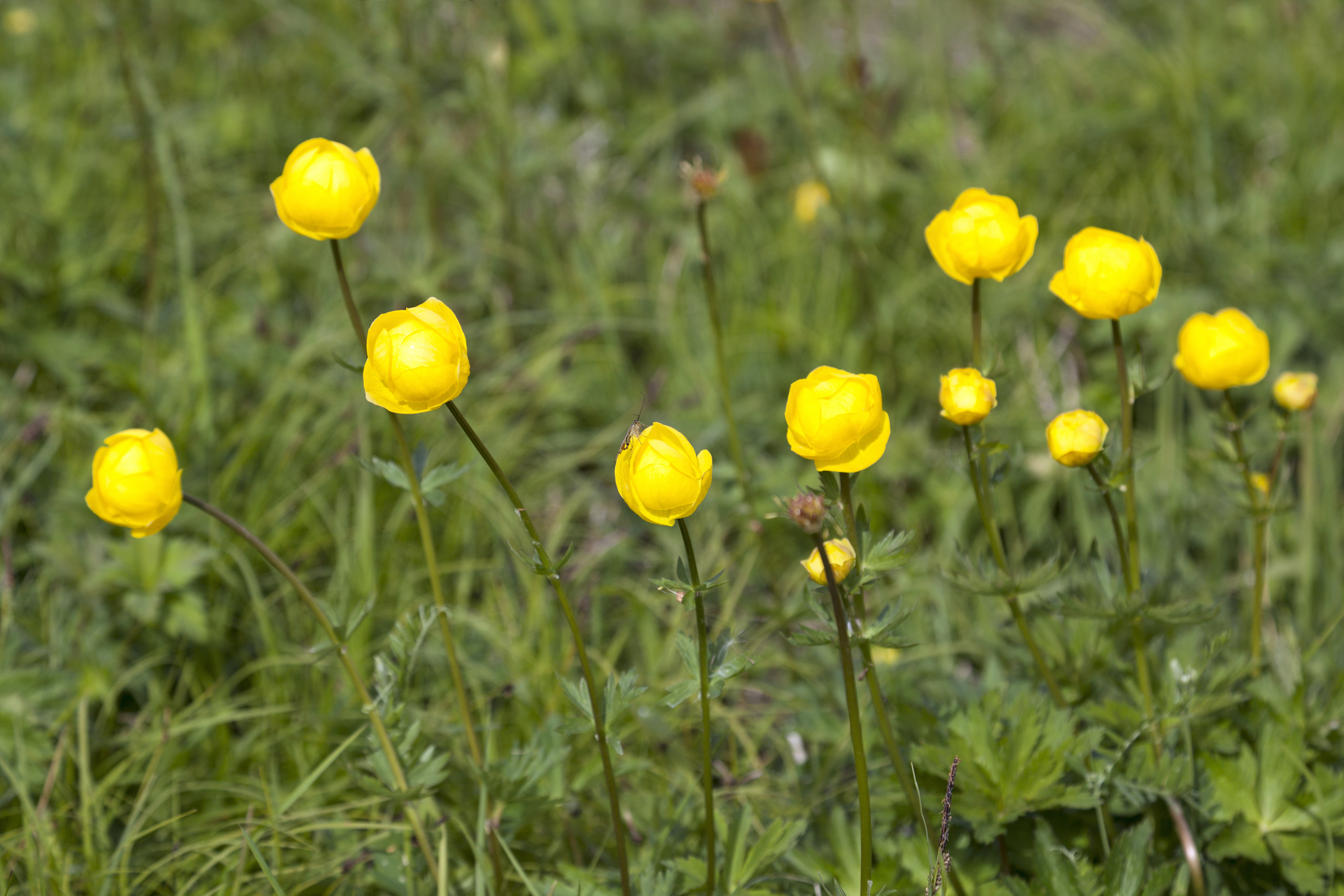 Trollblume