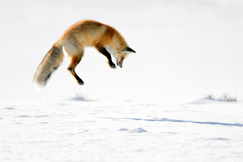 Fuchs Winter Jagd Ernährung