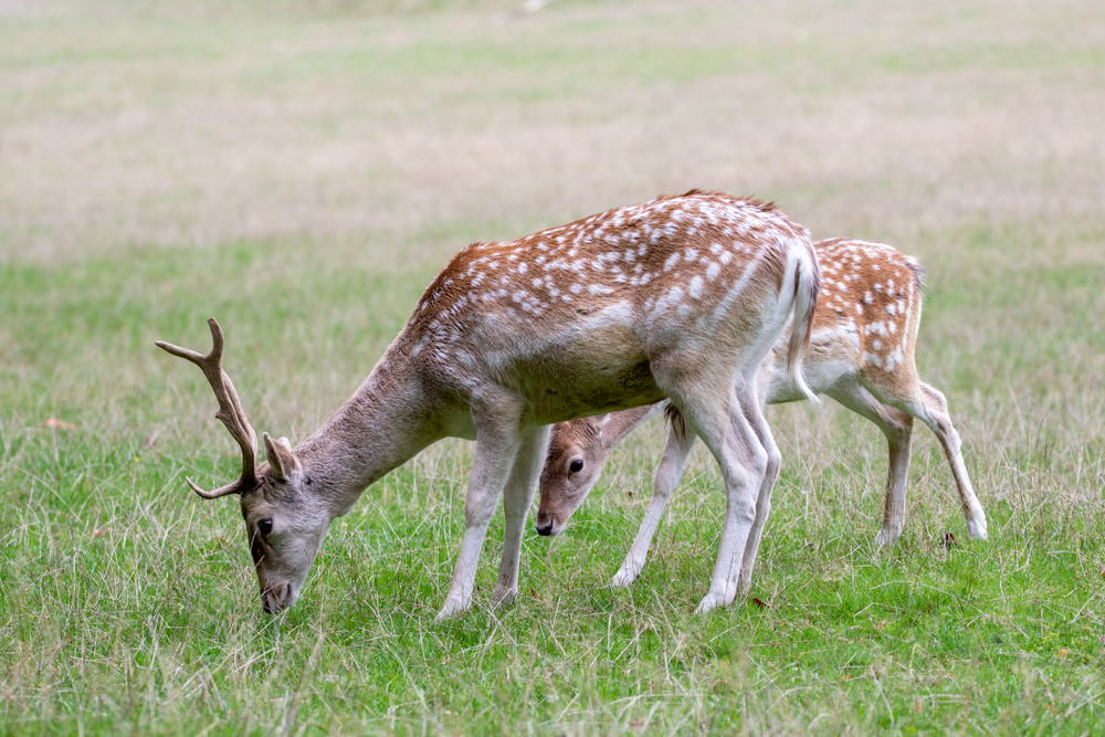 Damhirsch schlechte Entwicklung