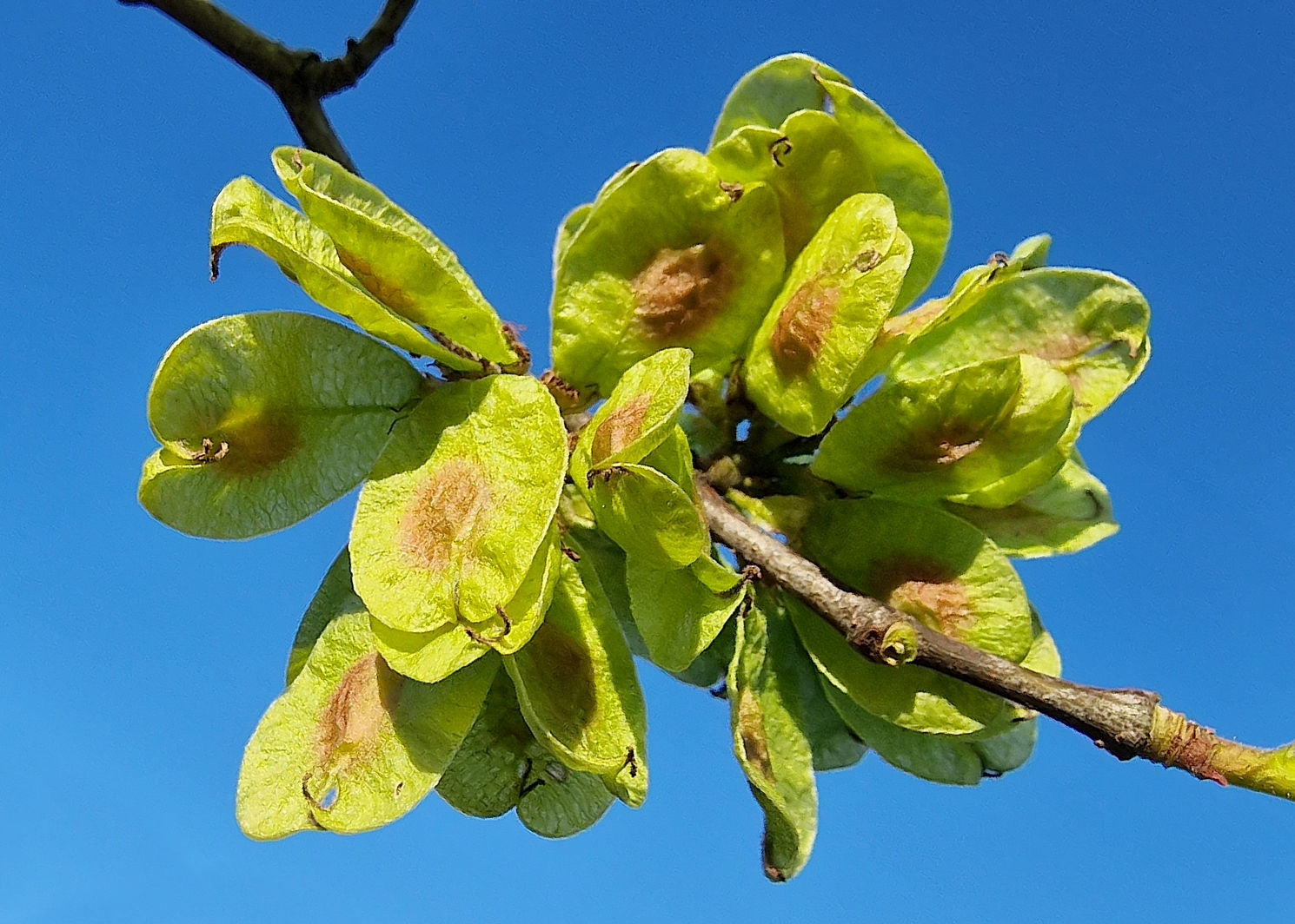 Ulme-Feld Samen 20230503_185445asa